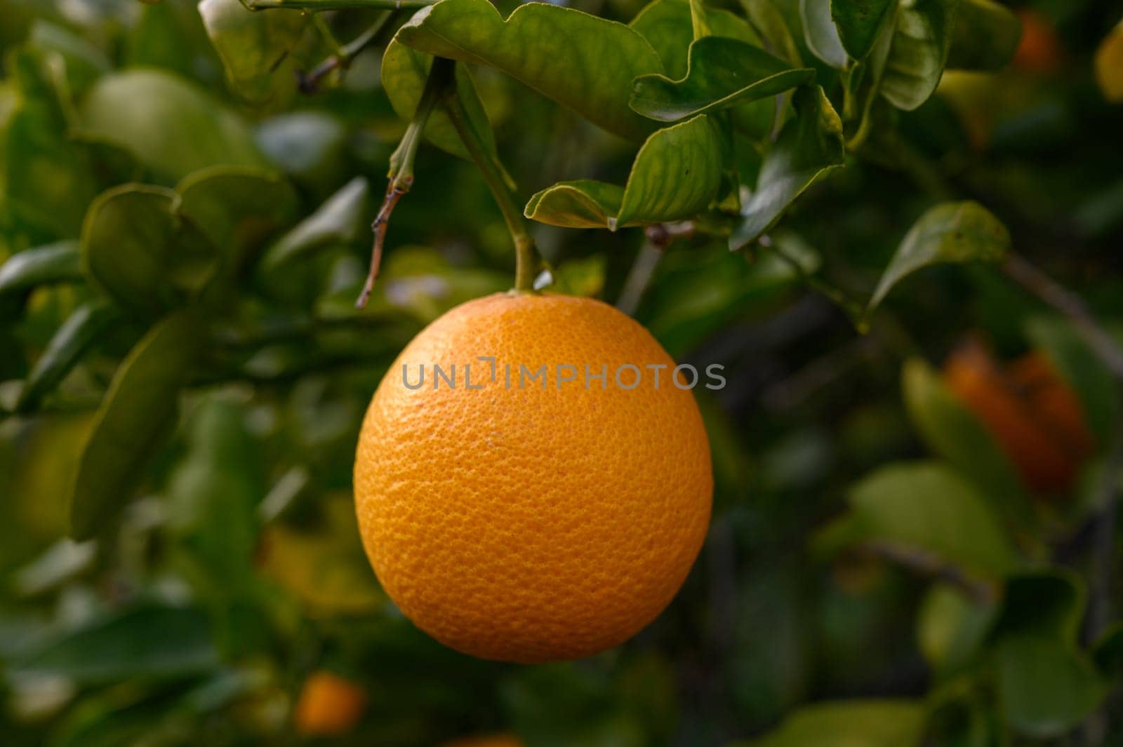 Bright orange citrus fruit dangles from leafy branches, embodying nature's bounty in a serene garden setting.