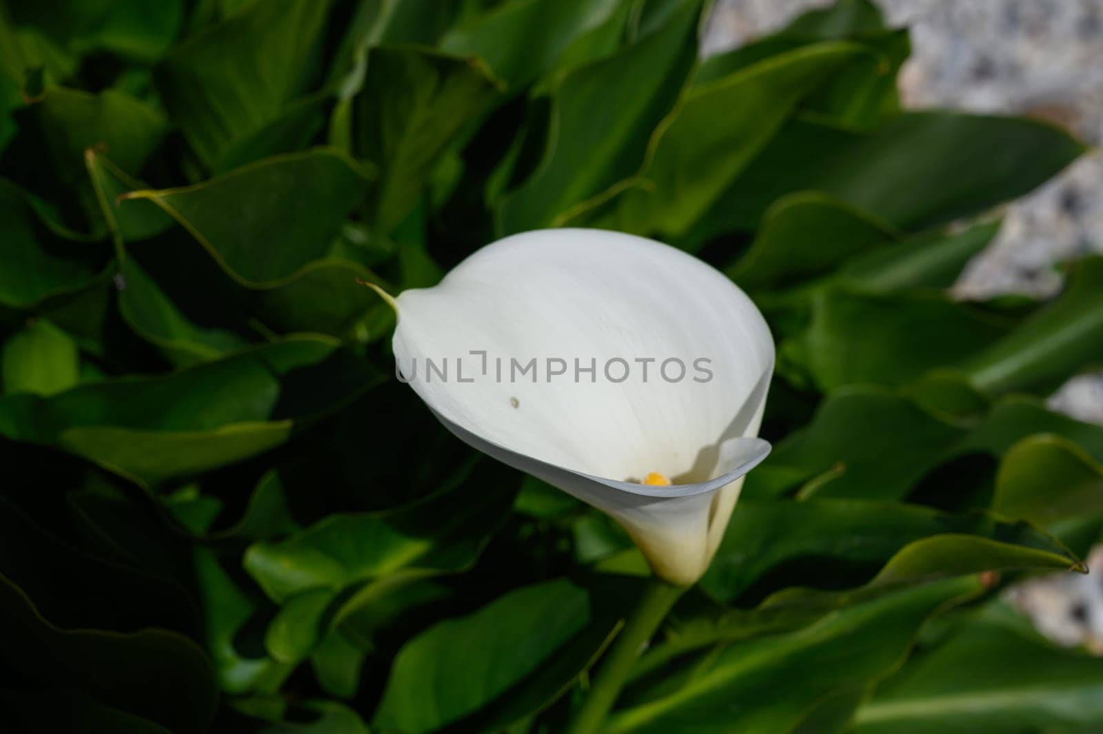 Delicate white calla lily stands proudly amidst vibrant green foliage, showcasing nature's beauty under sunlight.