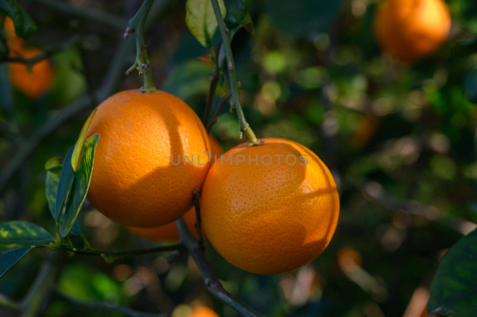 Bright oranges hang from healthy green branches under the warm glow of the afternoon sun in a vibrant orchard.