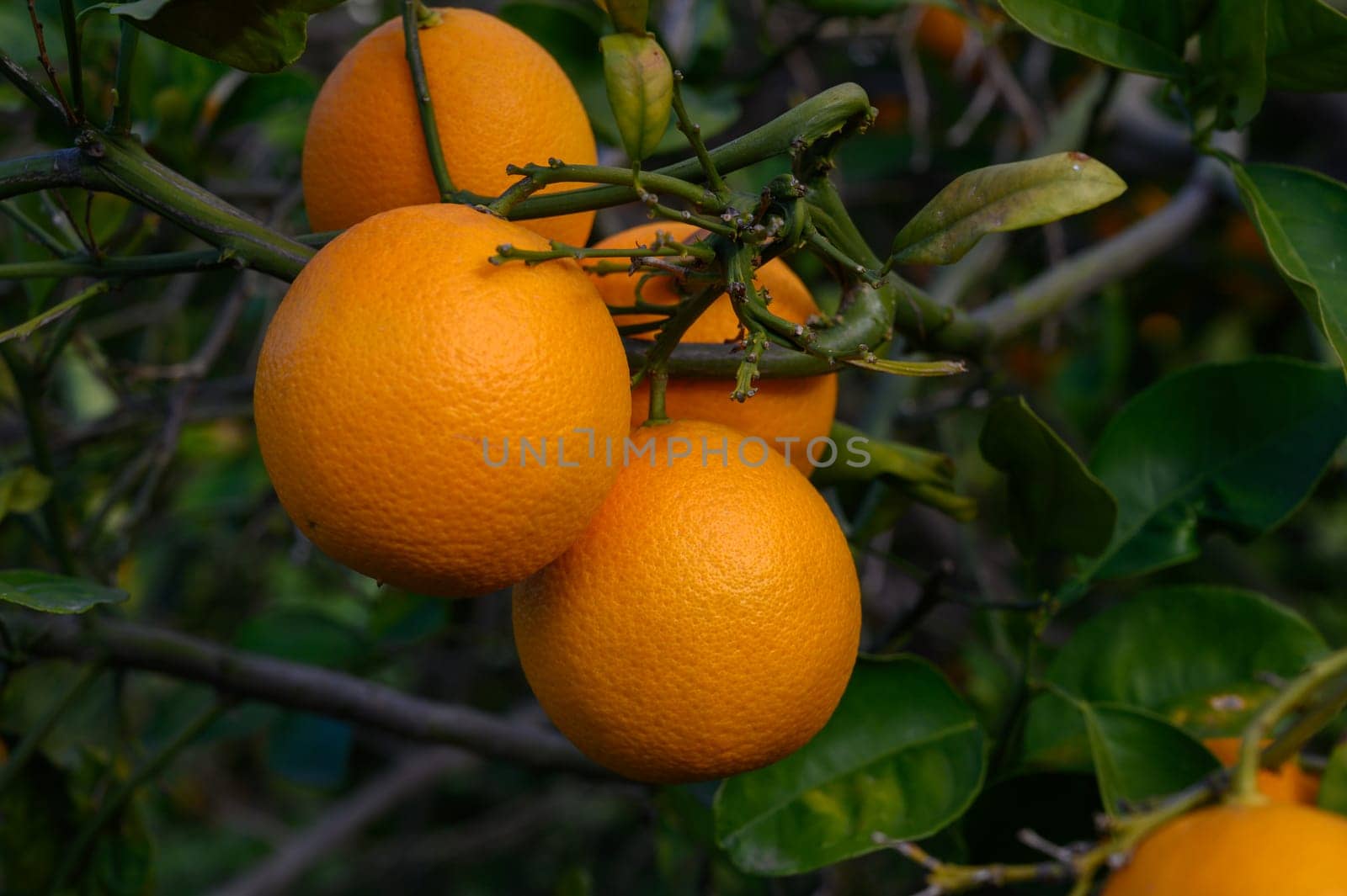 Vibrant oranges hang from strong branches, glowing with color, as sunlight filters through the green leaves.