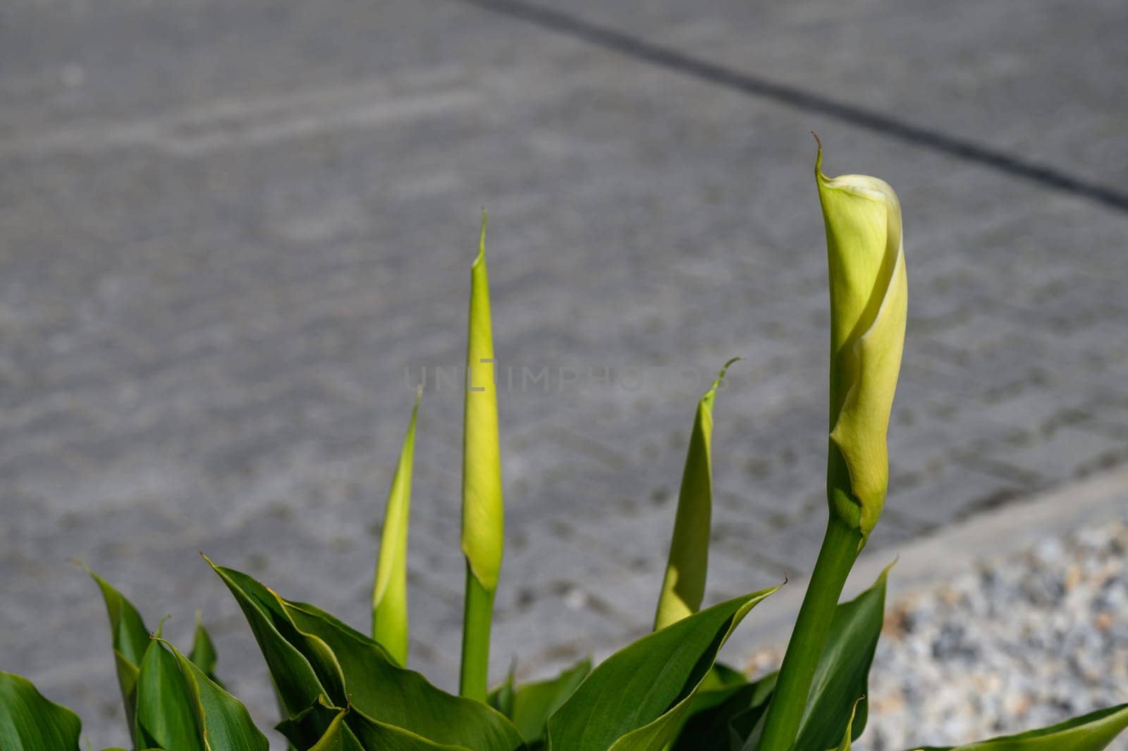 Lush green calla lily buds stand tall, ready to unveil their beauty in the warm embrace of daylight outside.