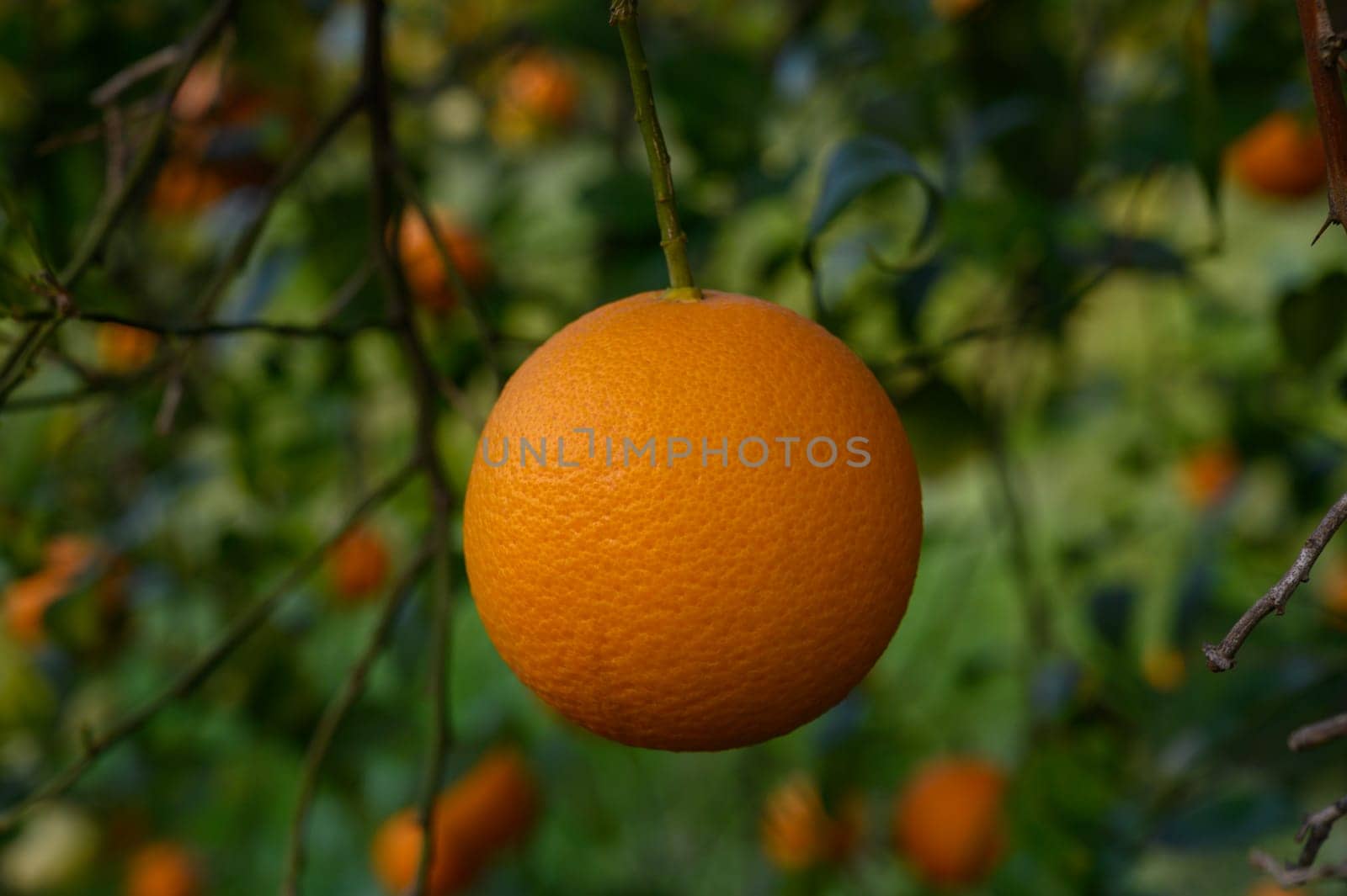 An orange dangles from a lush green branch, showing off its brilliant color amid the surrounding foliage.