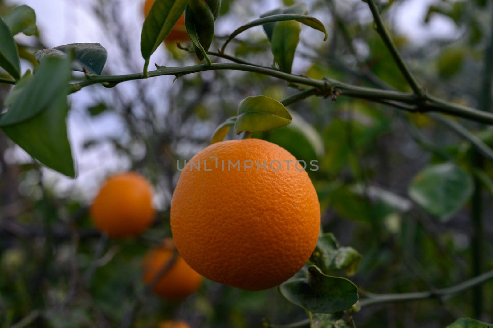A solitary orange dangles from its branch, surrounded by deep green leaves, capturing the essence of dusk.