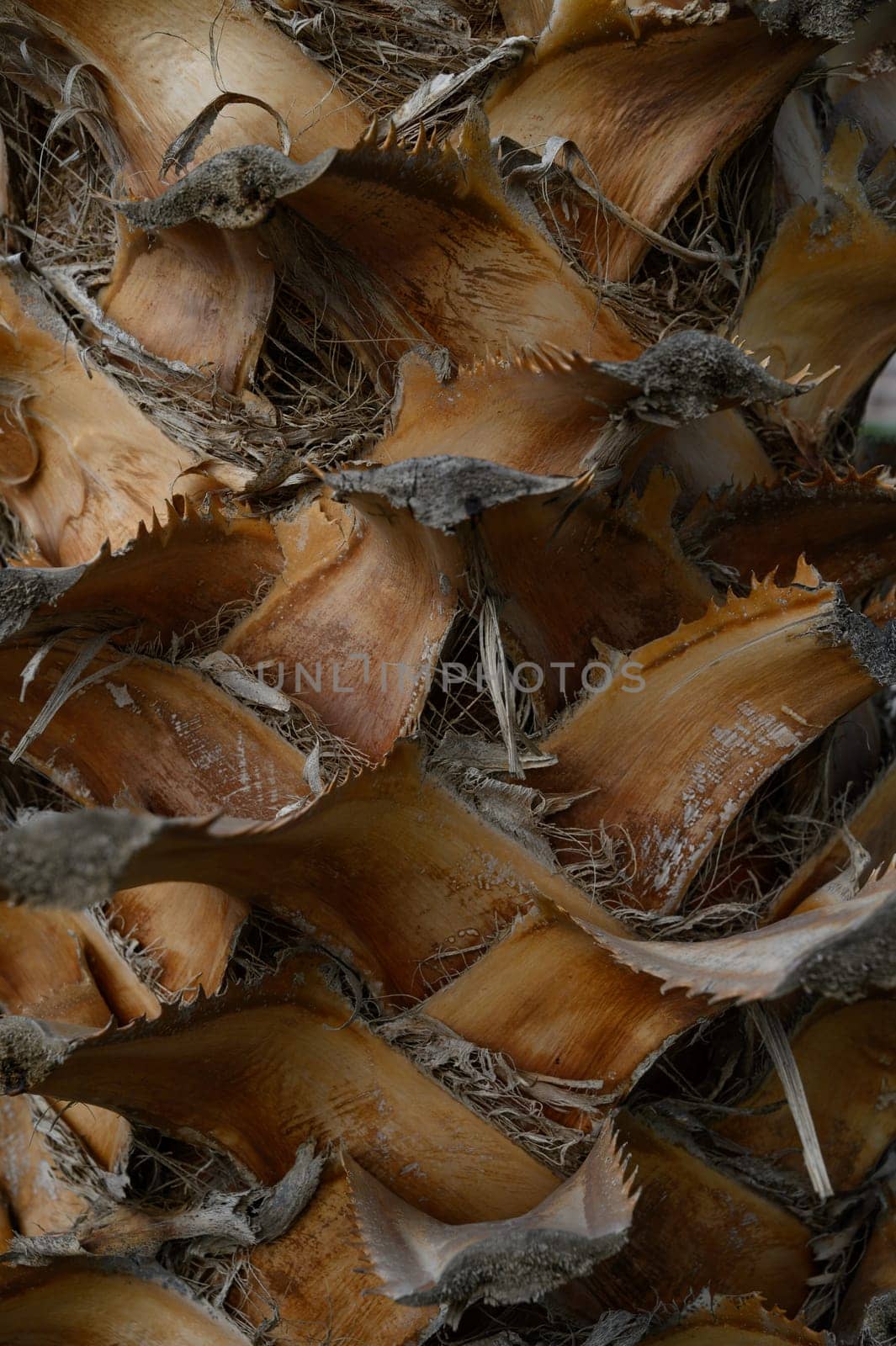 Delicate, curled layers of dried leaves rest atop each other, showcasing nature’s artistry in warm, earthy tones.