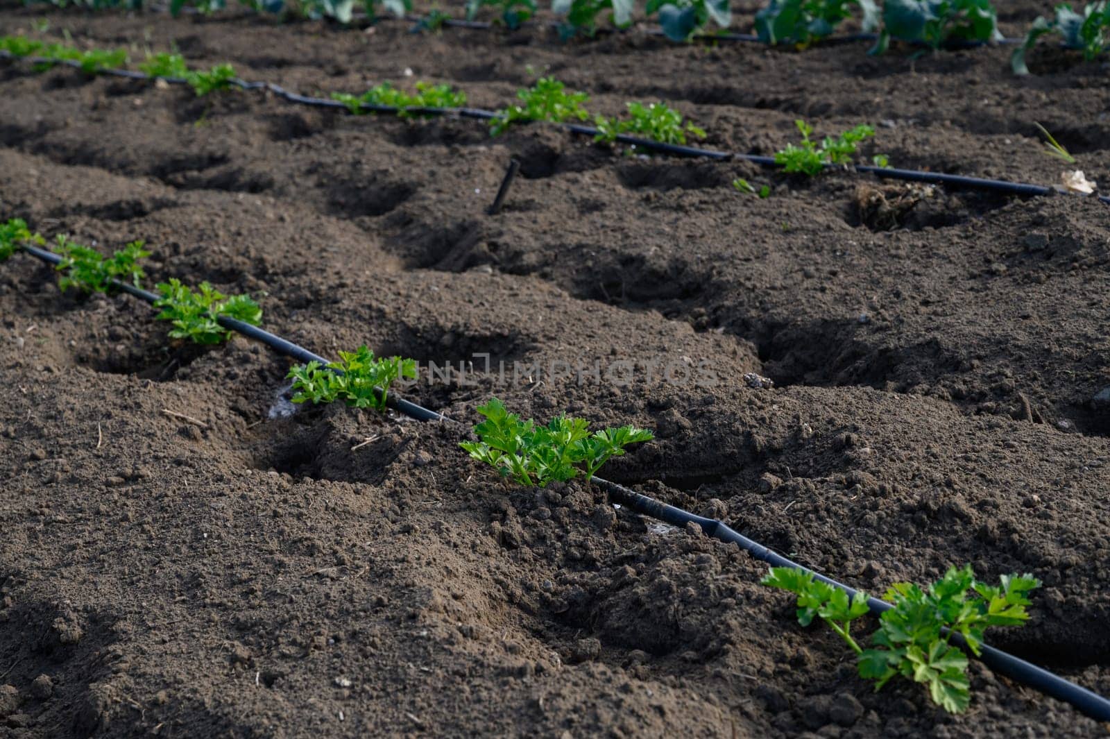 Delicate green seedlings emerge from rich, dark earth, thriving under the gentle warmth of the early spring day.