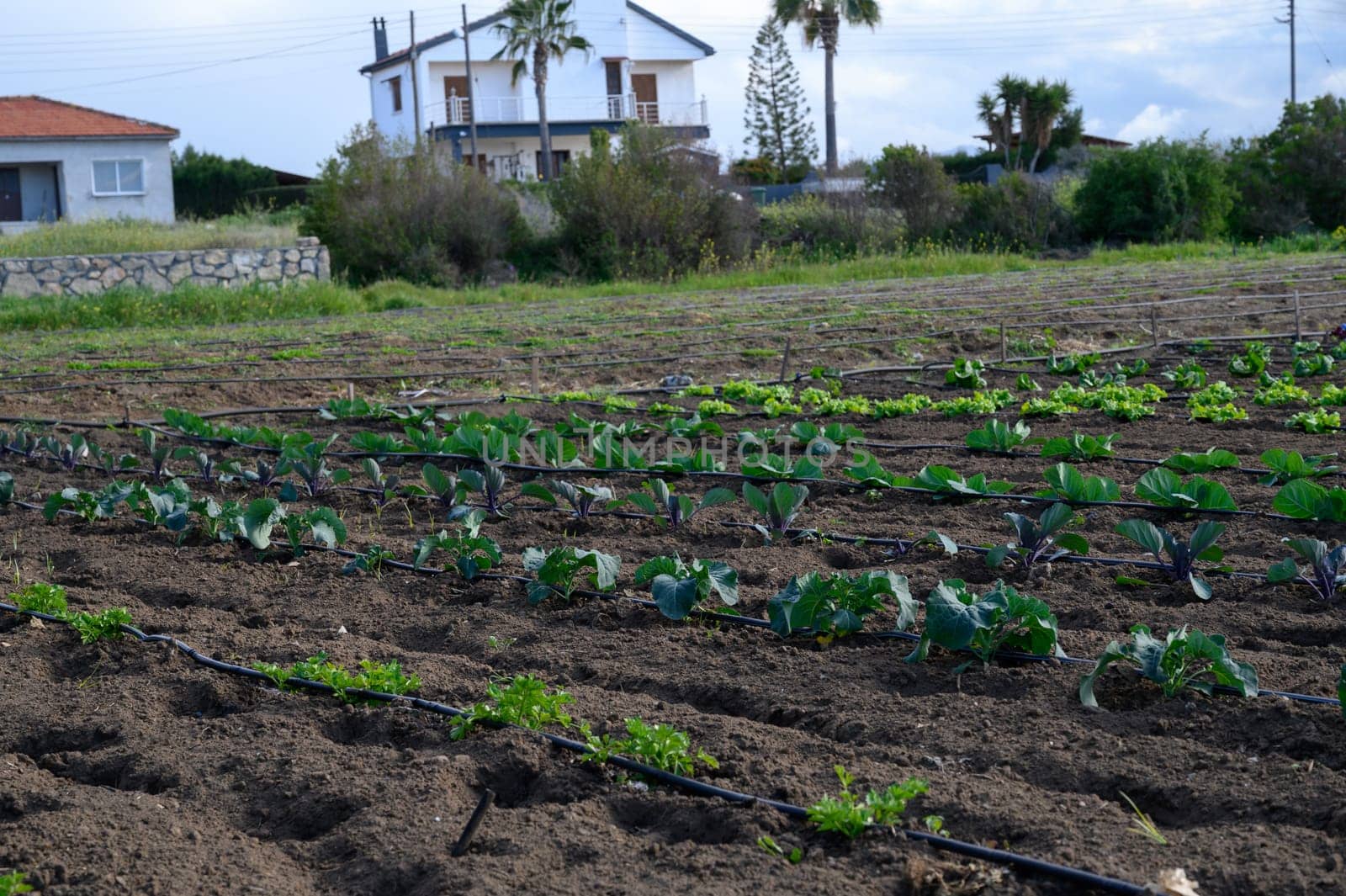 Vibrant crops fill the fertile land, highlighting a bountiful harvest in a serene countryside.