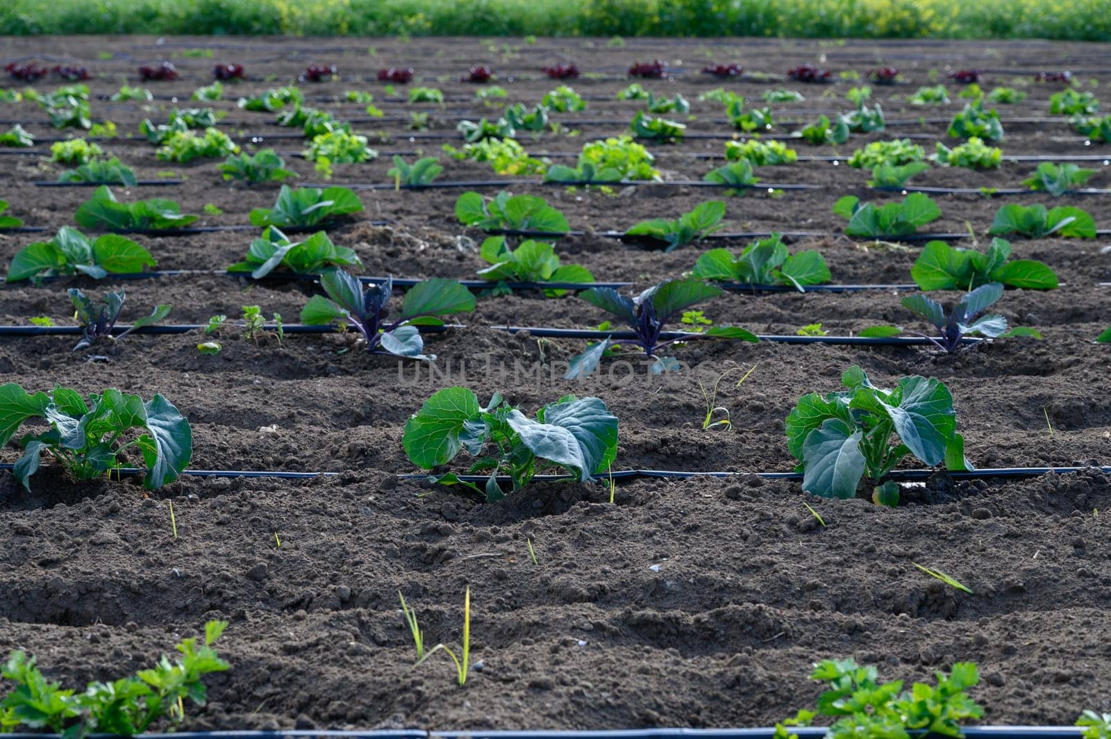 Rows of fresh vegetables thrive in fertile soil, illuminated by the sun on a warm afternoon in the countryside.