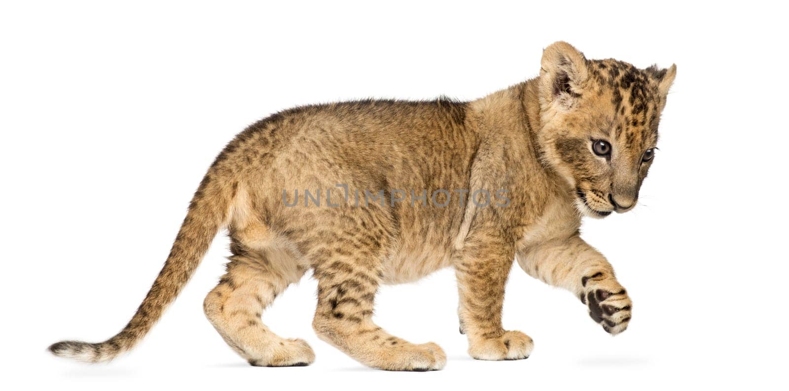 Side view of a Lion cub standing, pawing up, 7 weeks old, isolated on white
