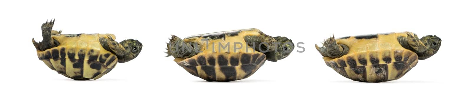 Side view of three baby Hermann's tortoise lying on their back, Testudo hermanni, isolated on white