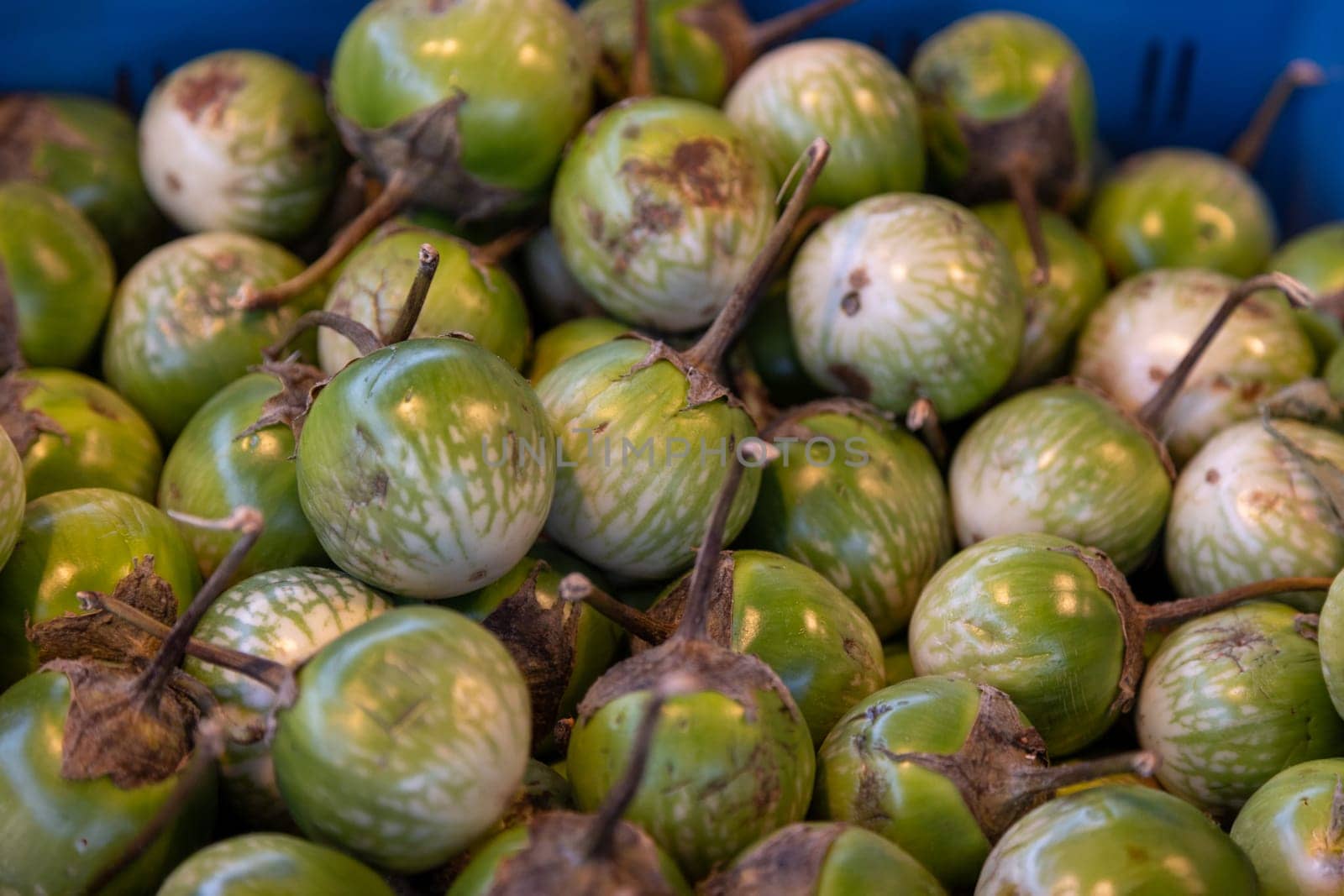 Fresh Thai green eggplants with unique striped patterns in a blue crate at a market. Ideal for food photography, Asian cuisine, vegetable dishes, and organic produce visuals