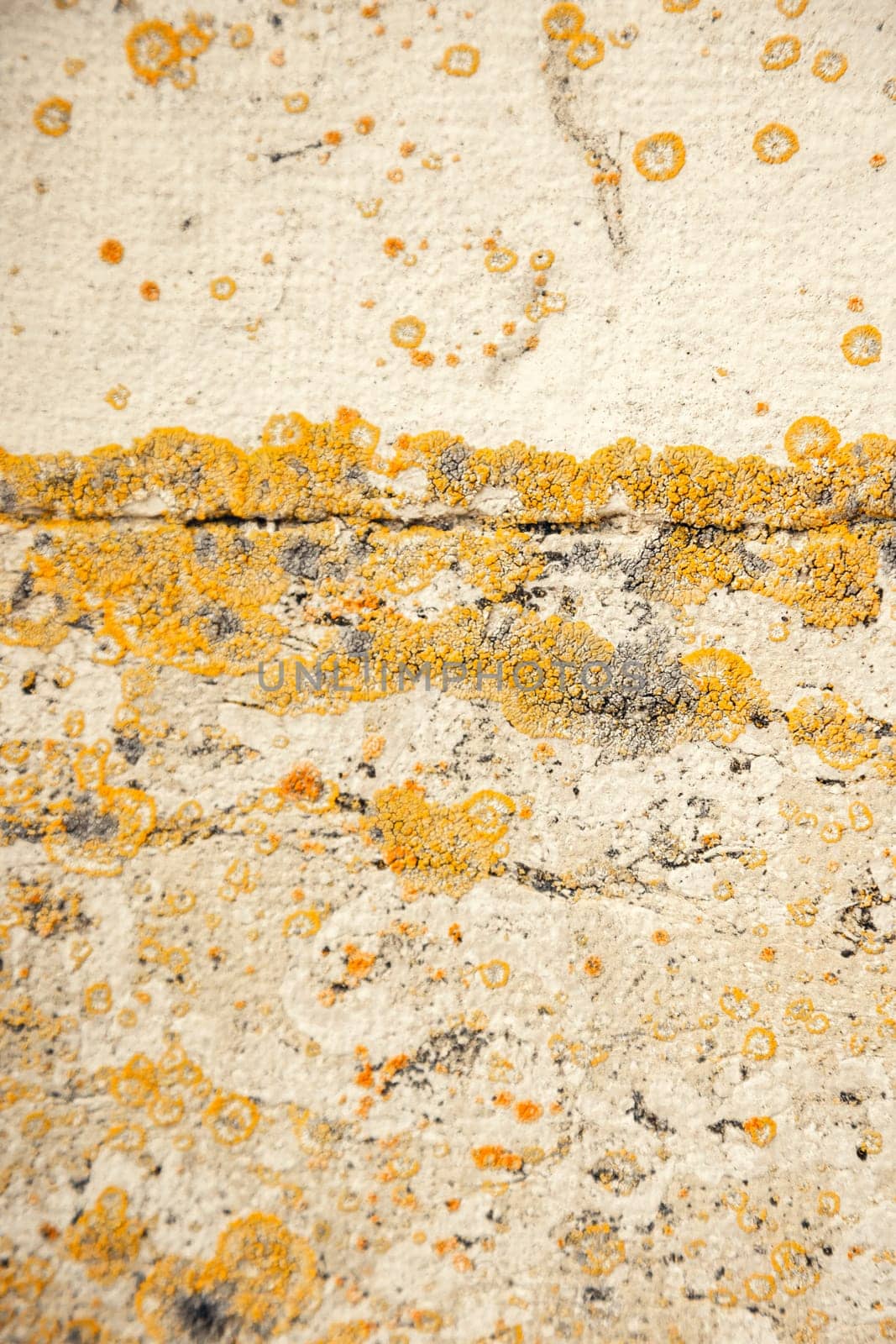 A textured stone surface with yellow and orange lichen formations. The natural patterns and earthy tones create a unique organic background, perfect for nature, ecology, and texture-based designs
