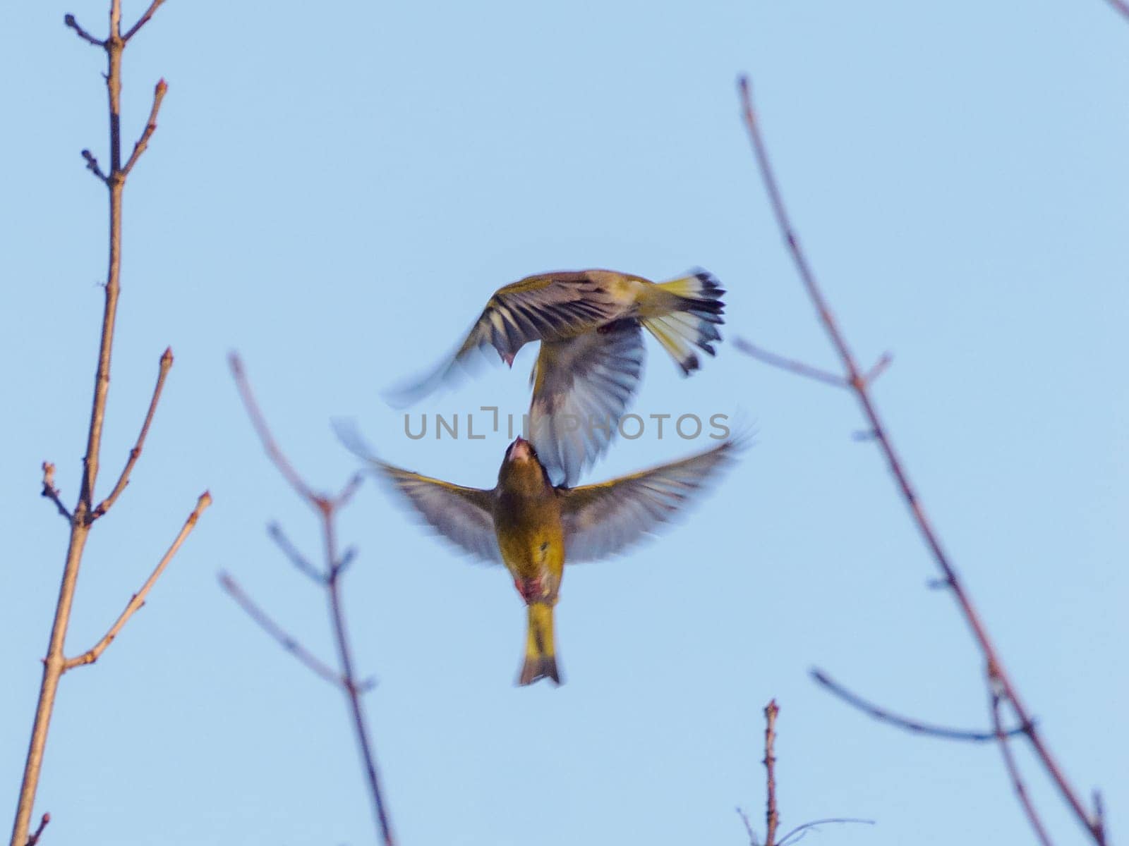 Two flying birds of European greenfinch or Chloris chloris on blue sky background. Fight of two males of European greenfinch or Chloris chloris common greenfinch songbird in air. Birdwatching concept
