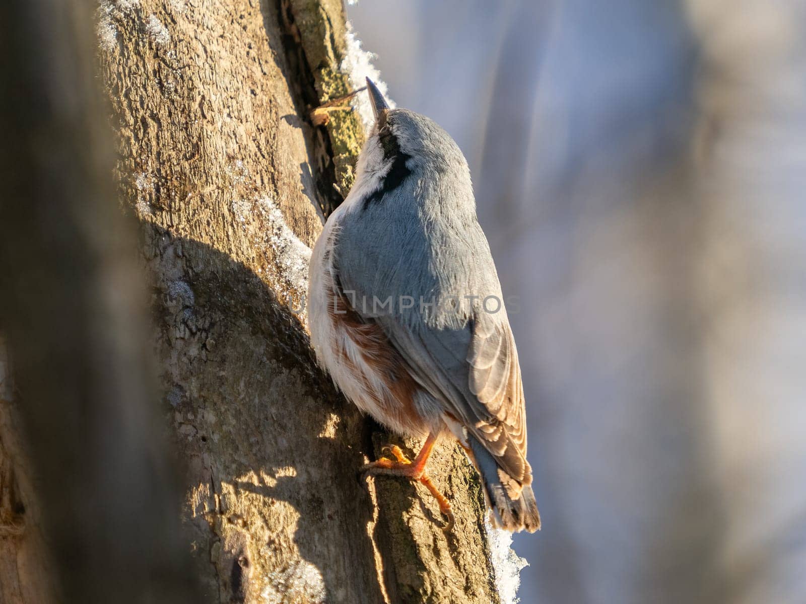 Close-up portrait of Nuthatch perched or Sitta europaea on tree trunk in winter park