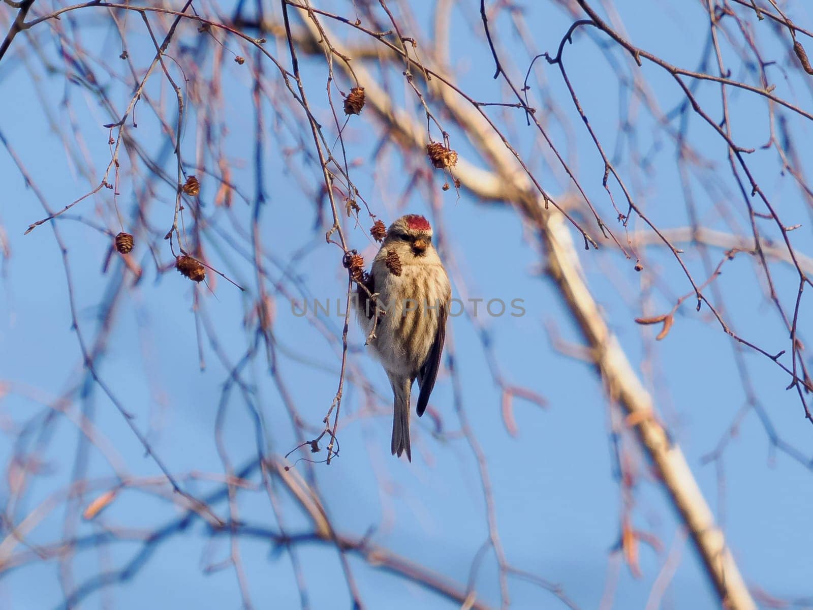 Common redpoll (Acanthis flammea) perched on branch with birch cones. Common redpoll or Acanthis flammea eating food in winter frost time on blue sky background