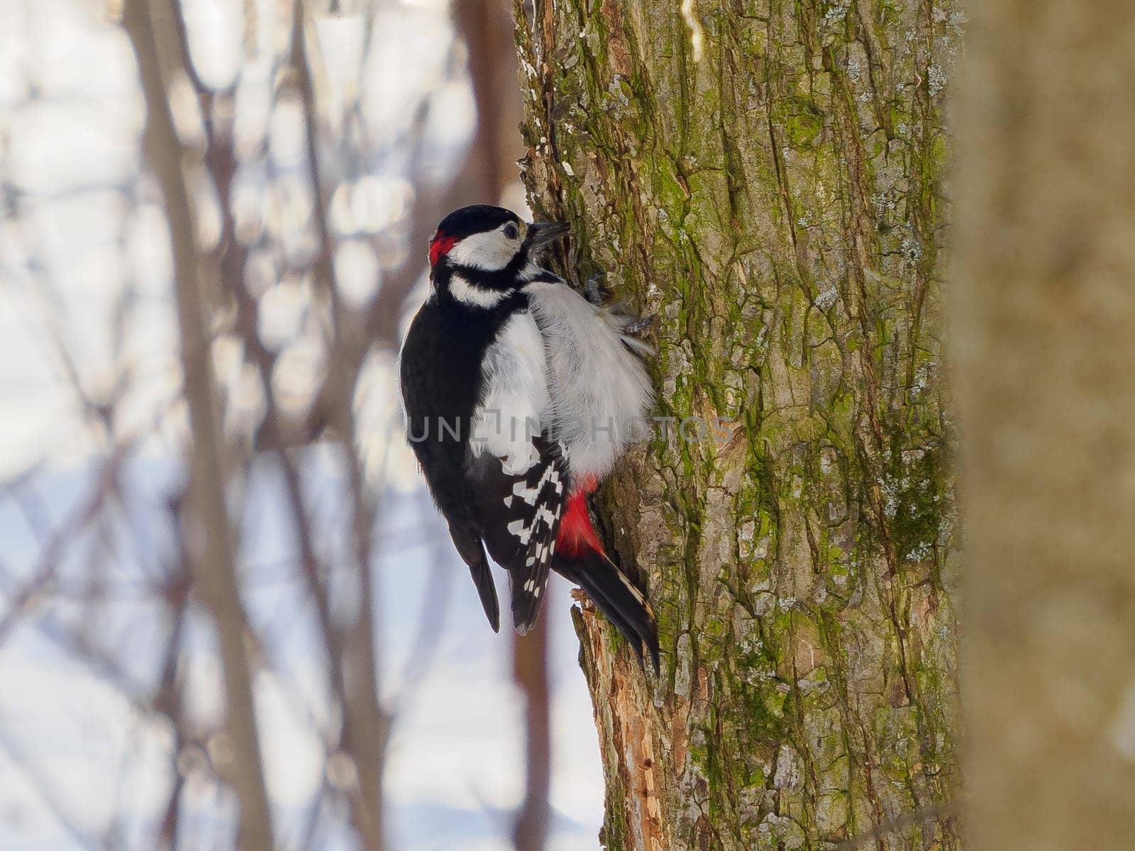 Great spotted woodpecker (Dendrocopos major) is medium-sized woodpecker with pied black and white plumage and red patch on the lower belly. Female of Great spotted woodpecker on tree trunk in winter