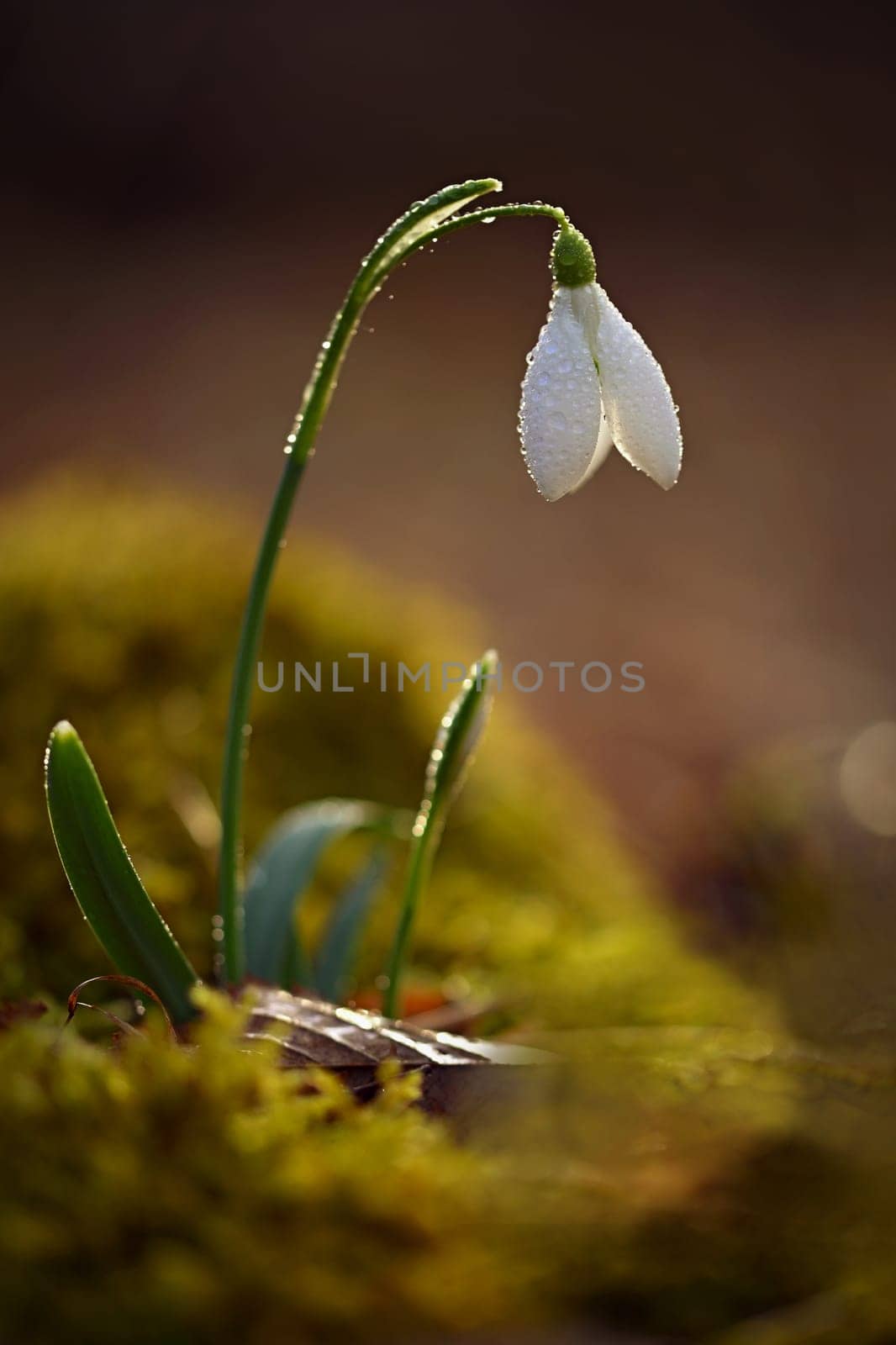 Spring background. Beautiful first spring flowers for the beginning of spring time and season. Concept for nature and environment