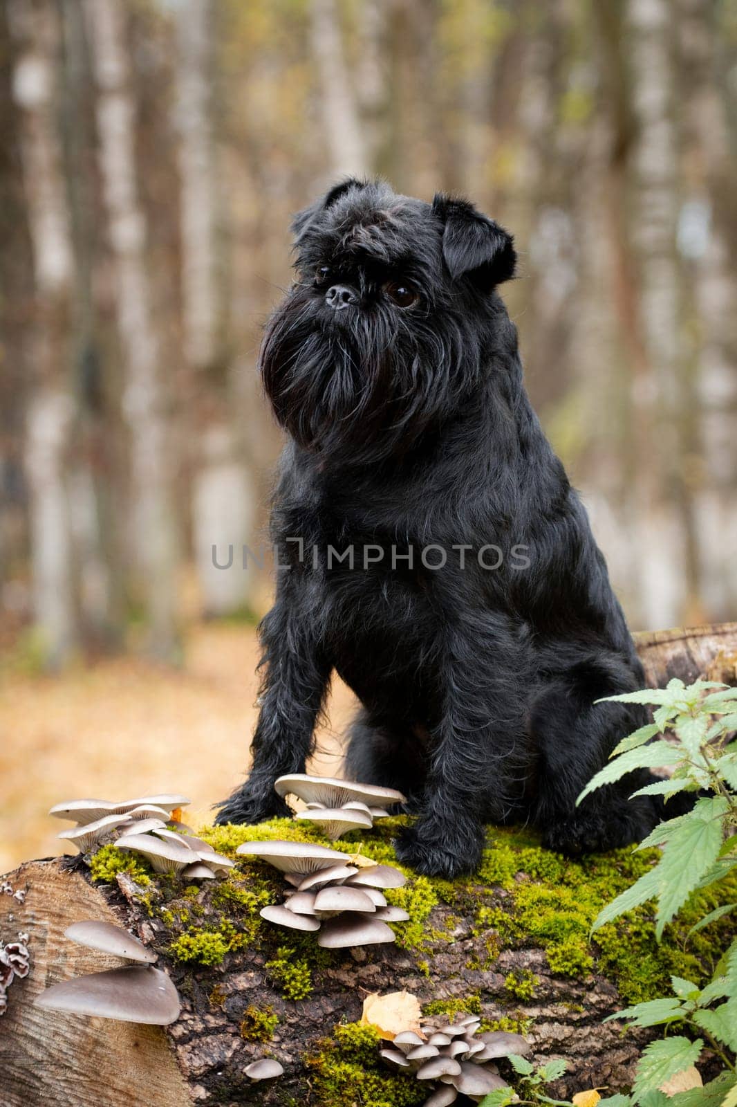 Black small wire-haired mysterious Belgian Griffon dog sitting on a tree trunk covered with moss and mushrooms, outdoors in a park