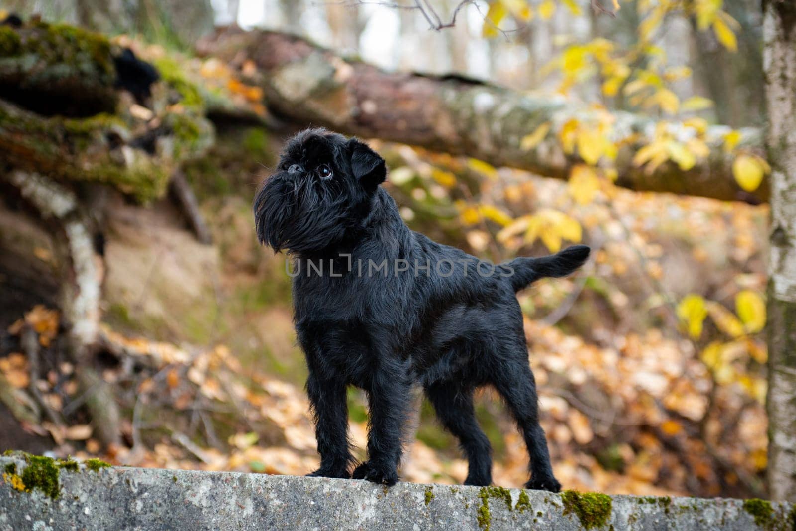 Black little wire-haired mysterious dog Belgian Griffon breed stands on a concrete slab covered with moss outdoors in a park