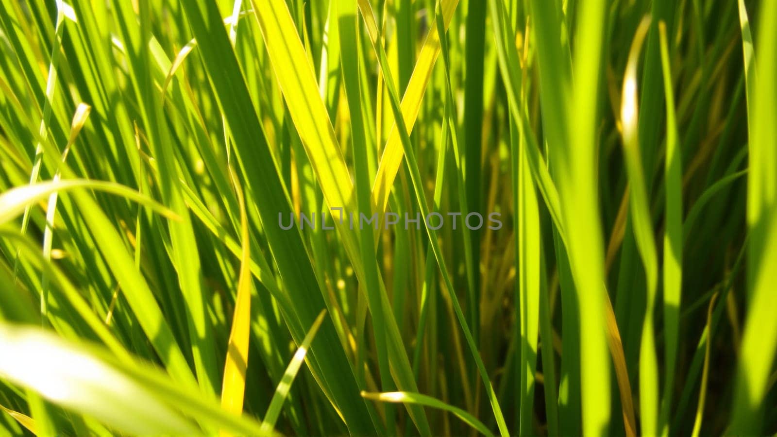 In autumn the grass begins to turn yellow. Close-up. High quality photo