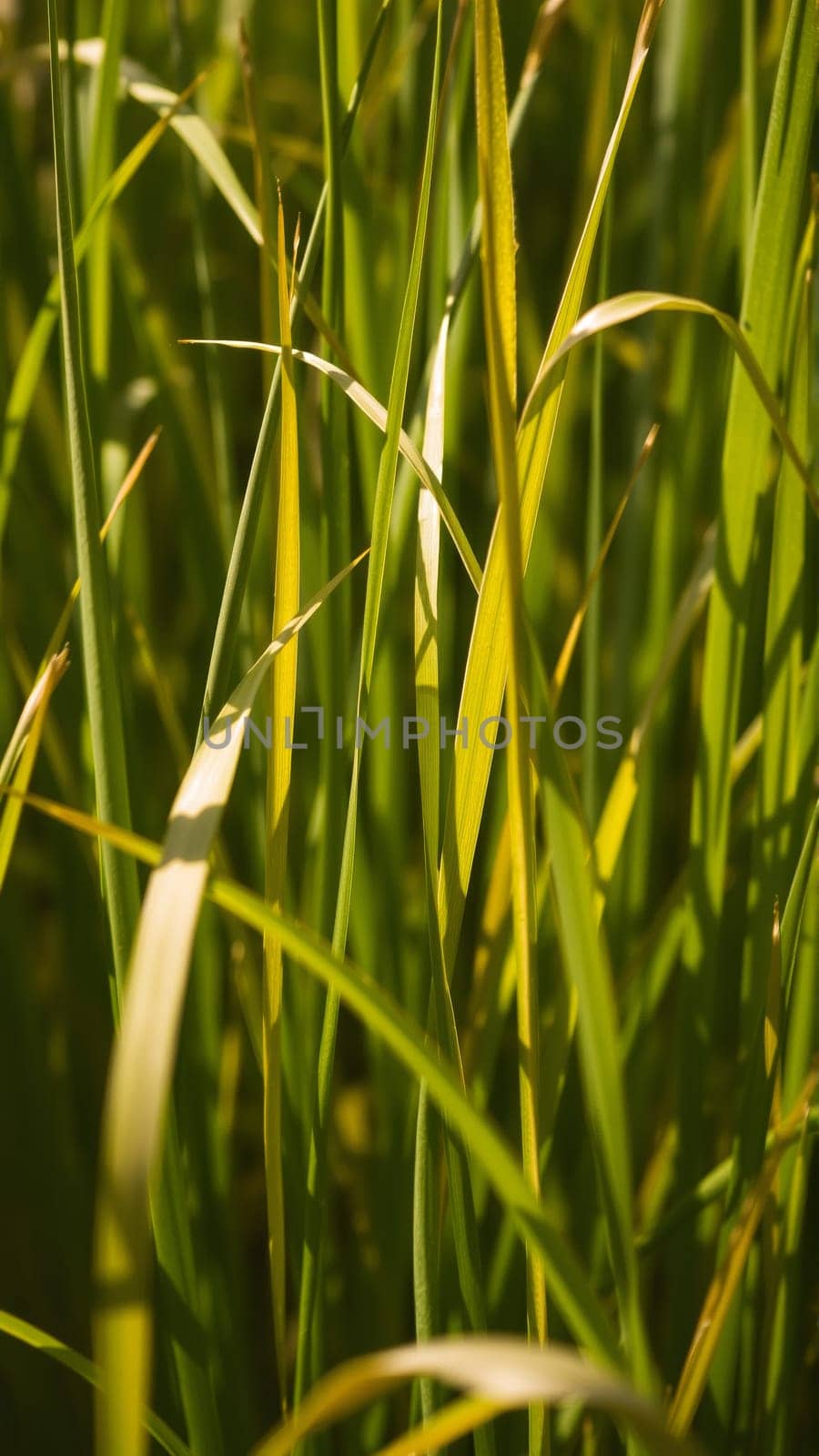 In autumn the grass begins to turn yellow. Close-up. High quality photo