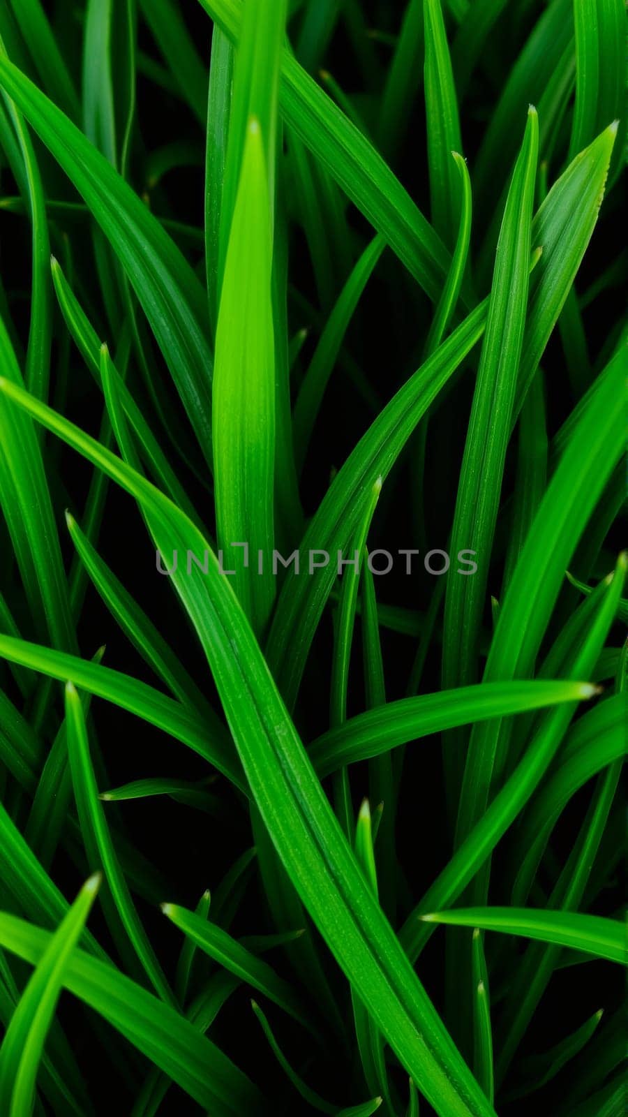 Green juicy grass, Close-up. High quality photo
