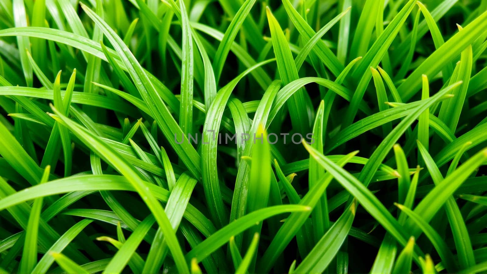 Green juicy grass, Close-up. High quality photo