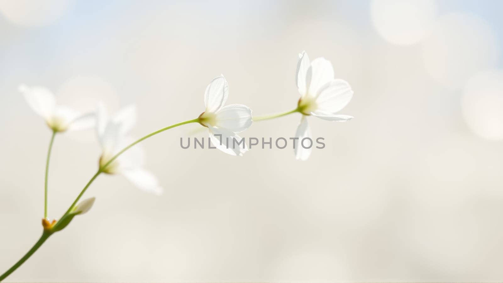 Delicate spring flowers in backlit sunlight, blurred background. High quality photo