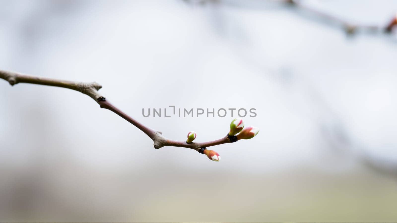 Buds on a tree in spring, blurred background. High quality photo
