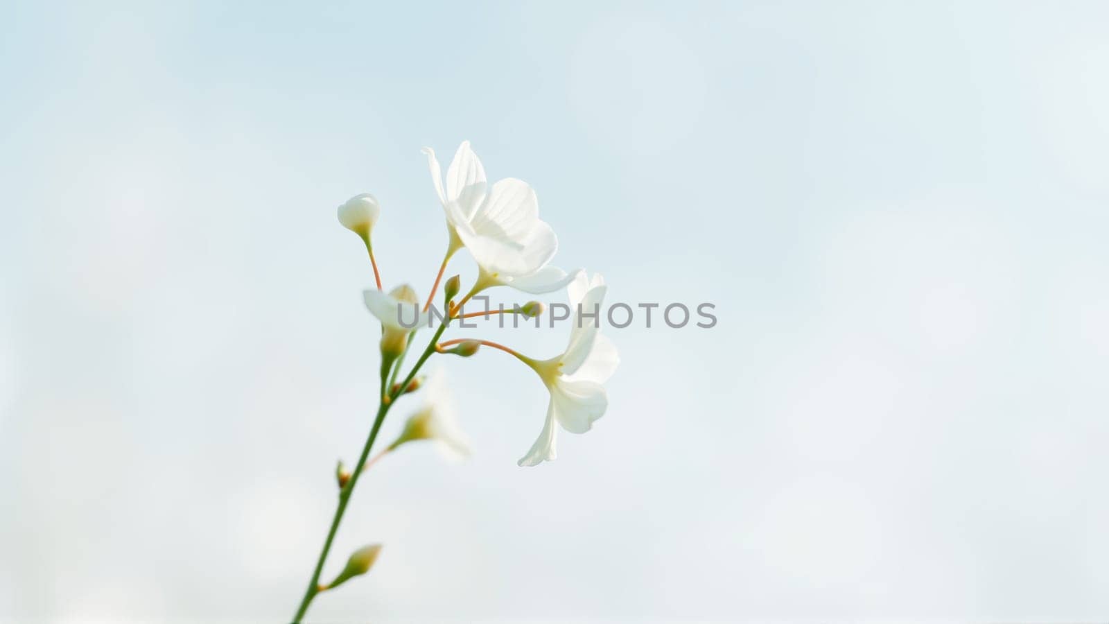 Delicate spring flowers in backlit sunlight, blurred background. High quality photo