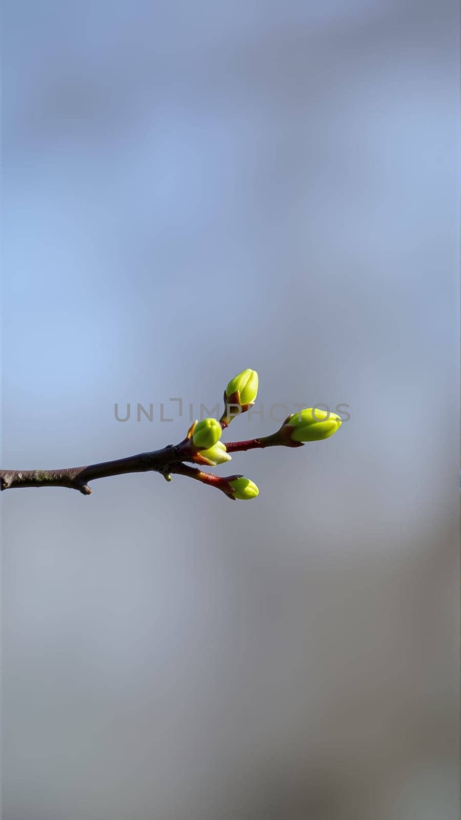 Buds on a tree in spring, blurred background. High quality photo