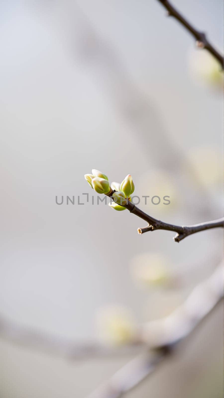 Buds on a tree in spring, blurred background. High quality photo