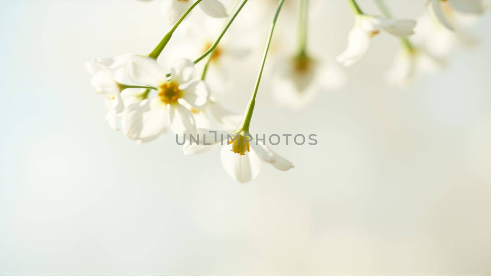 Delicate spring flowers in backlit sunlight, blurred background. High quality photo