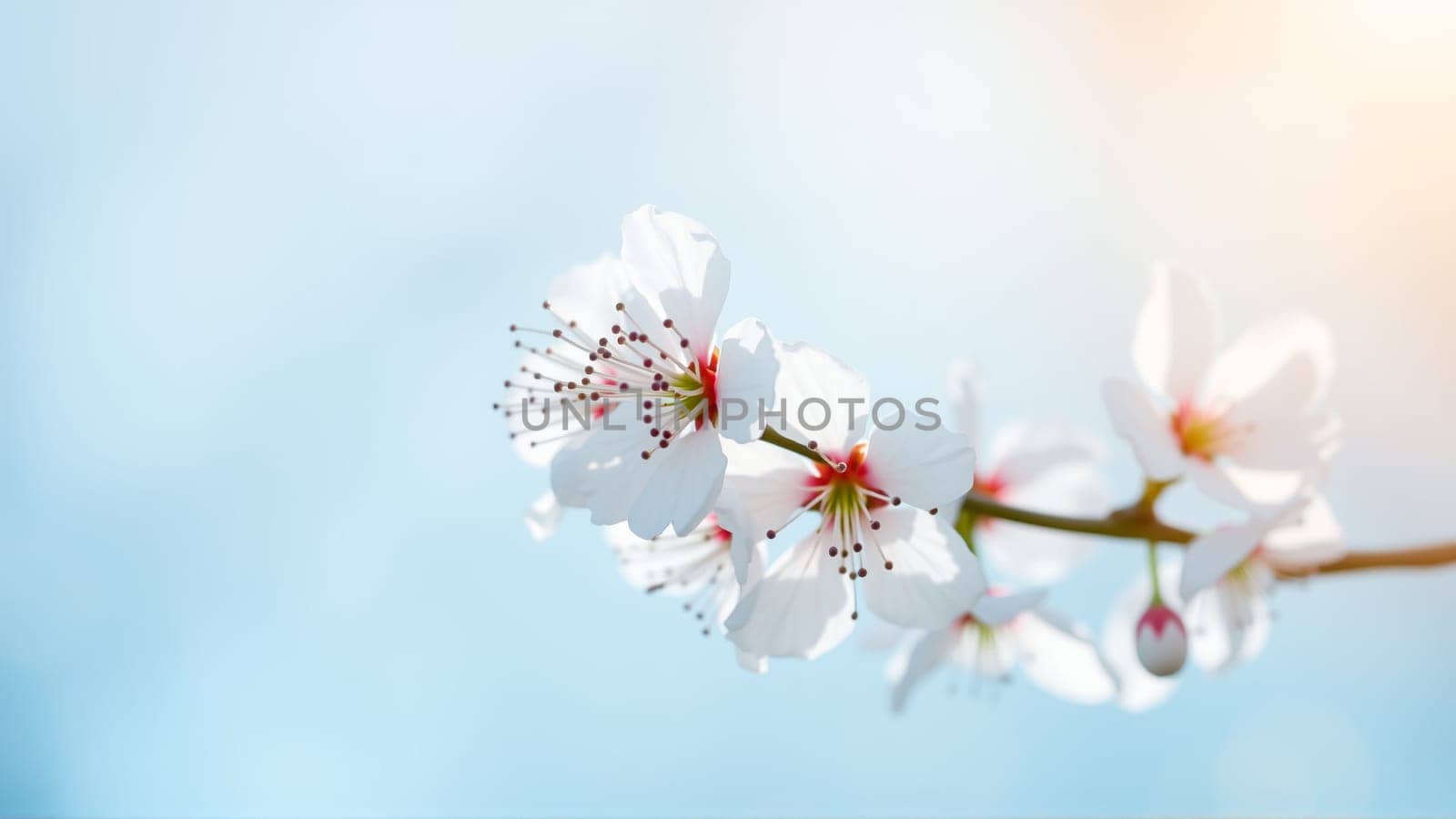 Flowers on an apple tree in spring. High quality photo