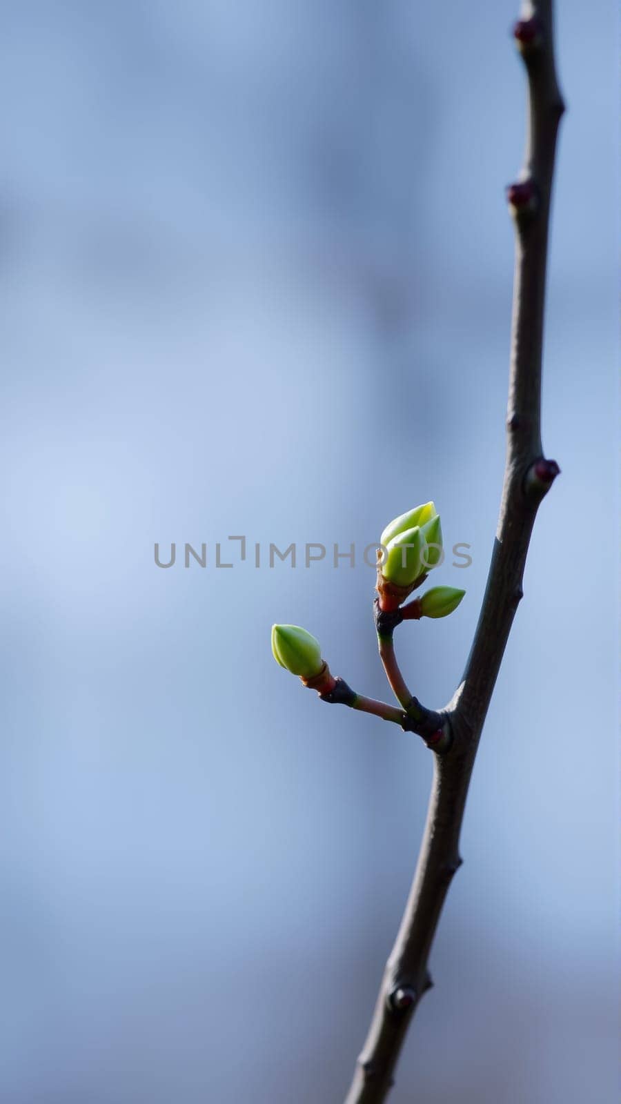 Buds on a tree in spring, blurred background. High quality photo