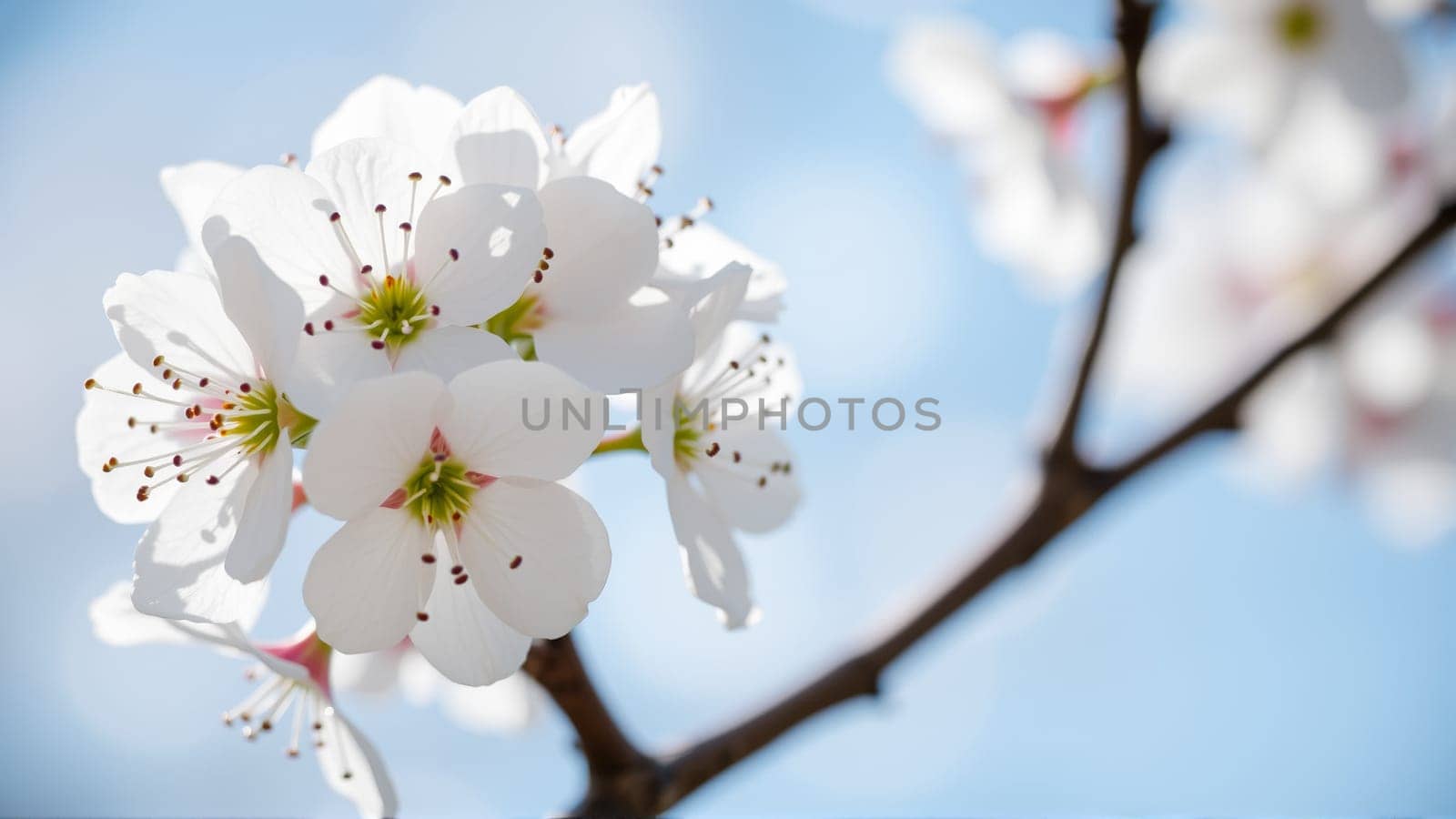 Flowers on an apple tree in spring. High quality photo