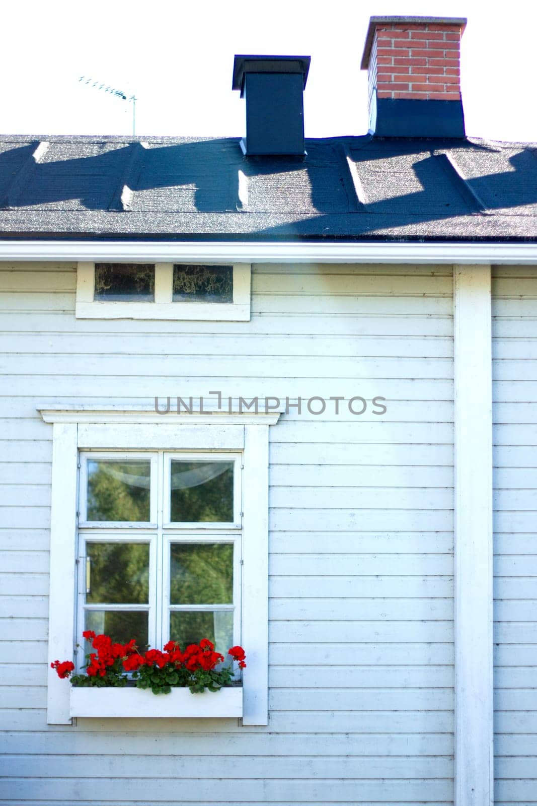 red flowers in a vase grow on a window in a white house, love and care