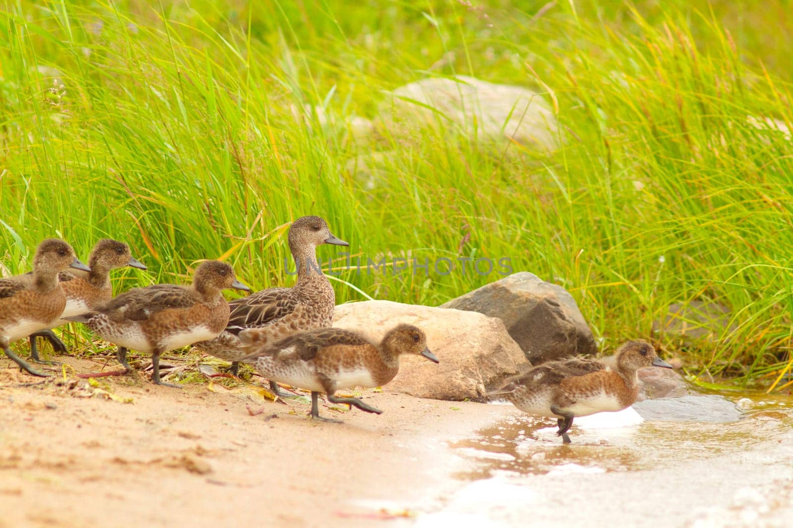mother duck leads her ducklings to the river, love and care
