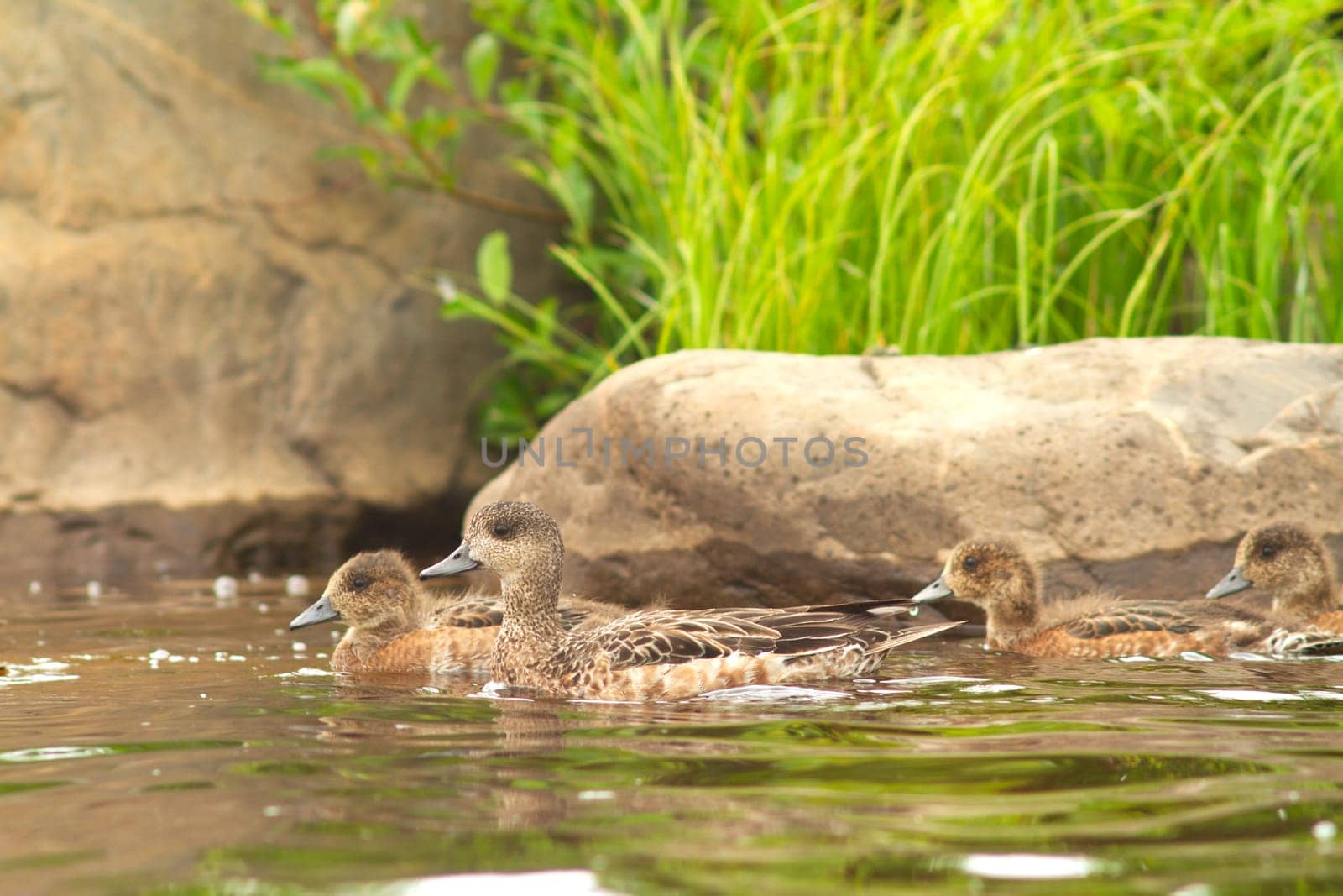 wigeon duck swims with ducklings along a river with rocky banks, love and care