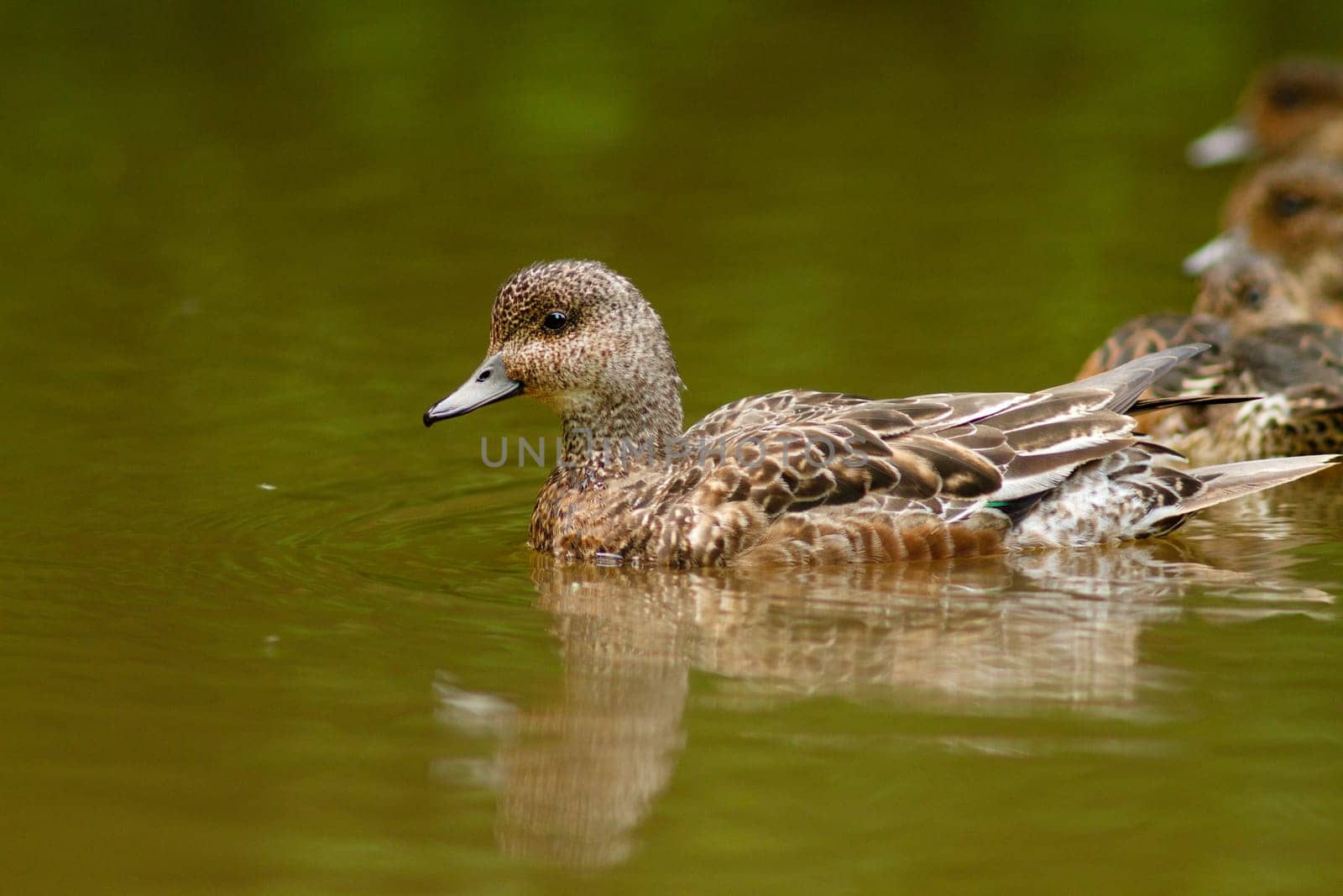 wigeon duck swims on water with reflection, love and care