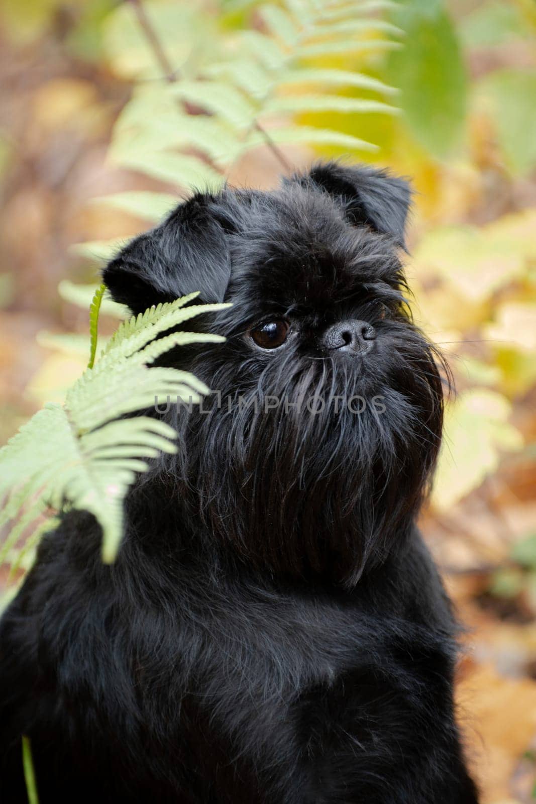 Portrait of a black small wire-haired dog of the Belgian Griffon breed outdoor in the forest near the fern