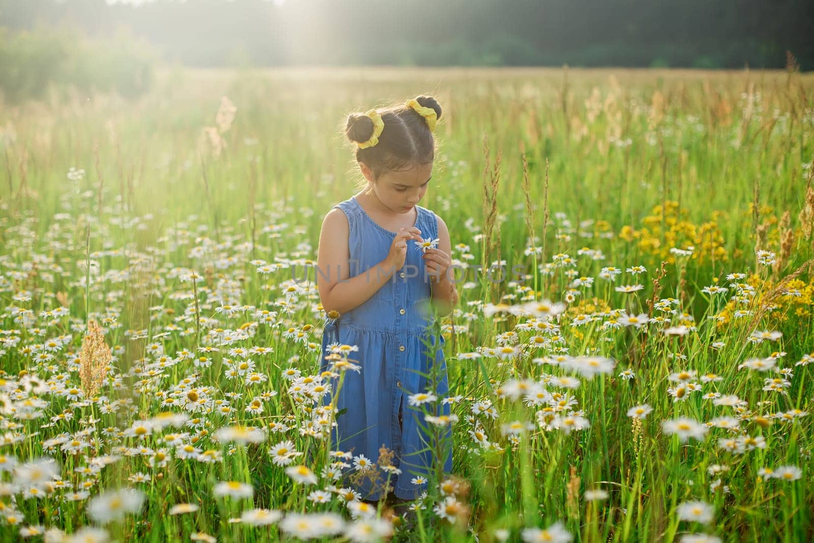 Cute little girl picking a daisies in a jar, in a field, on a sunny day