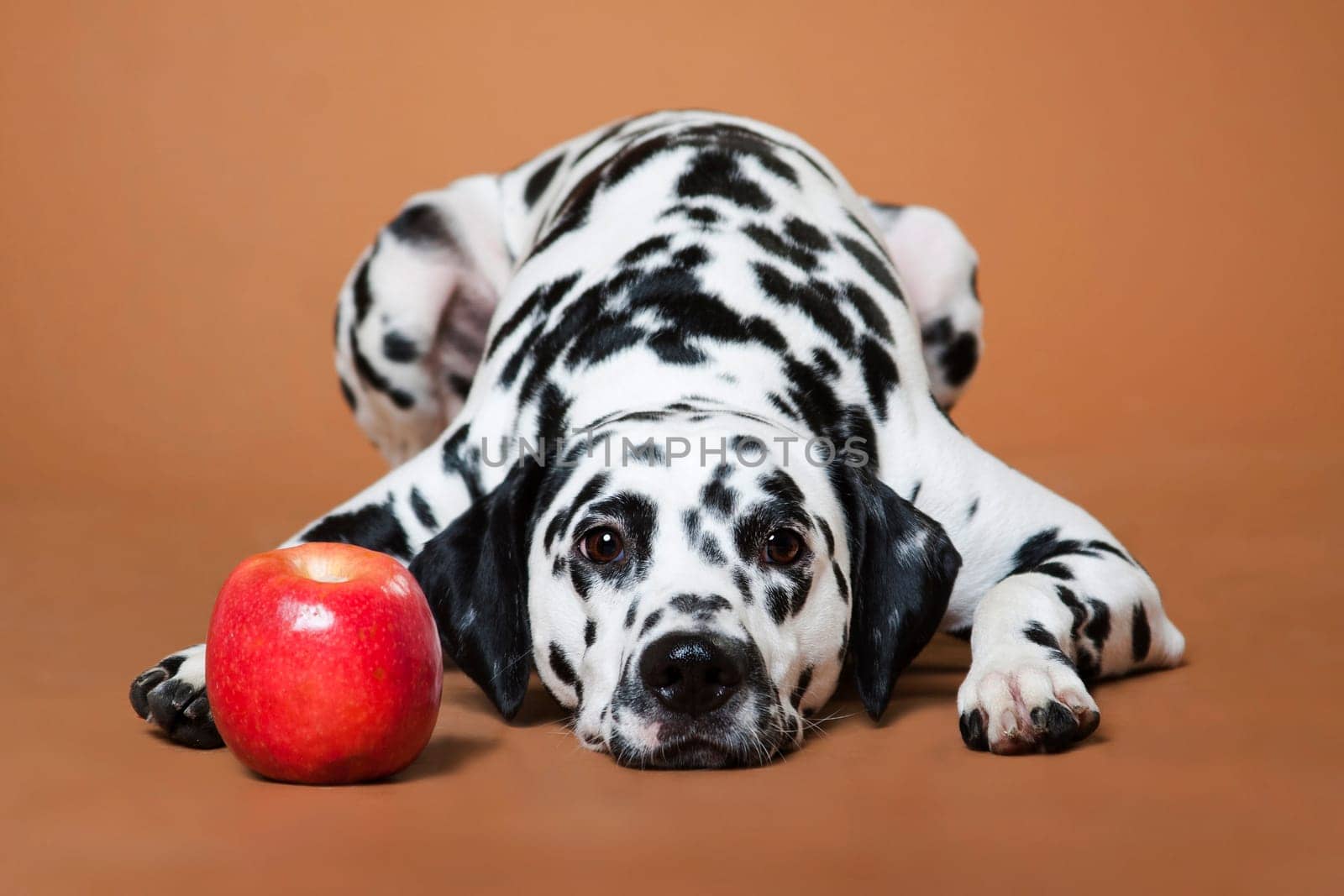 A spotted Dalmatian dog lies on a red background next to a red apple