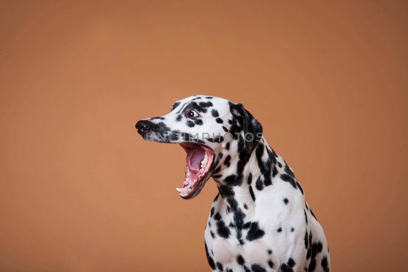 Spotted Dalmatian dog yawns widely against a red background