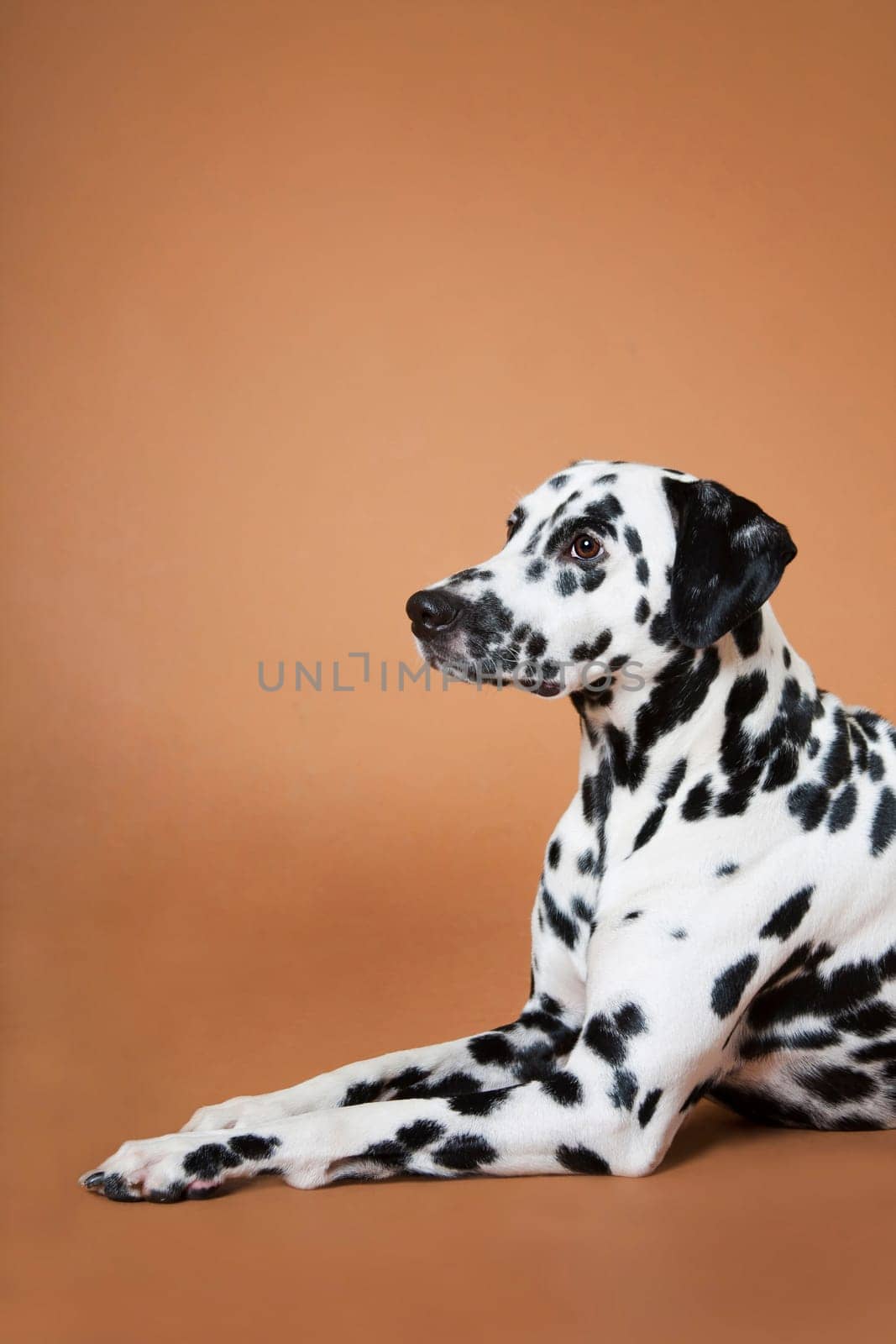 A spotty cute and beautiful Dalmatian dog lies on a red background