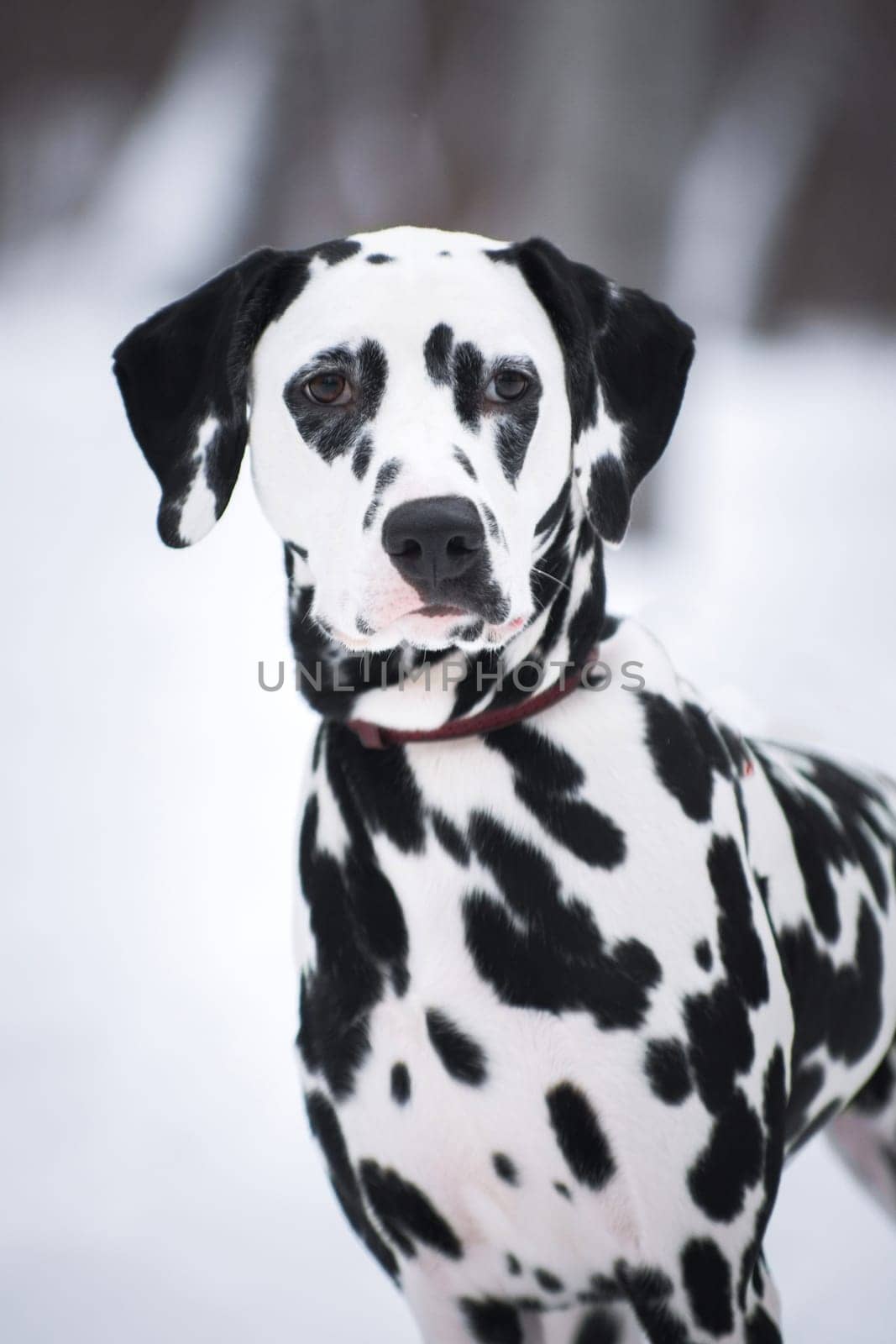 Portrait of adult spotted Dalmatian dog in winter outdoors