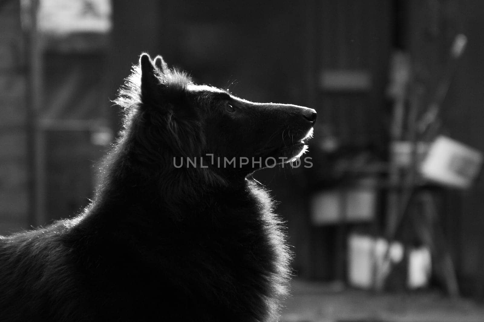 Portrait of a black fluffy big dog of the Groenendael breed in profile in a monochrome
