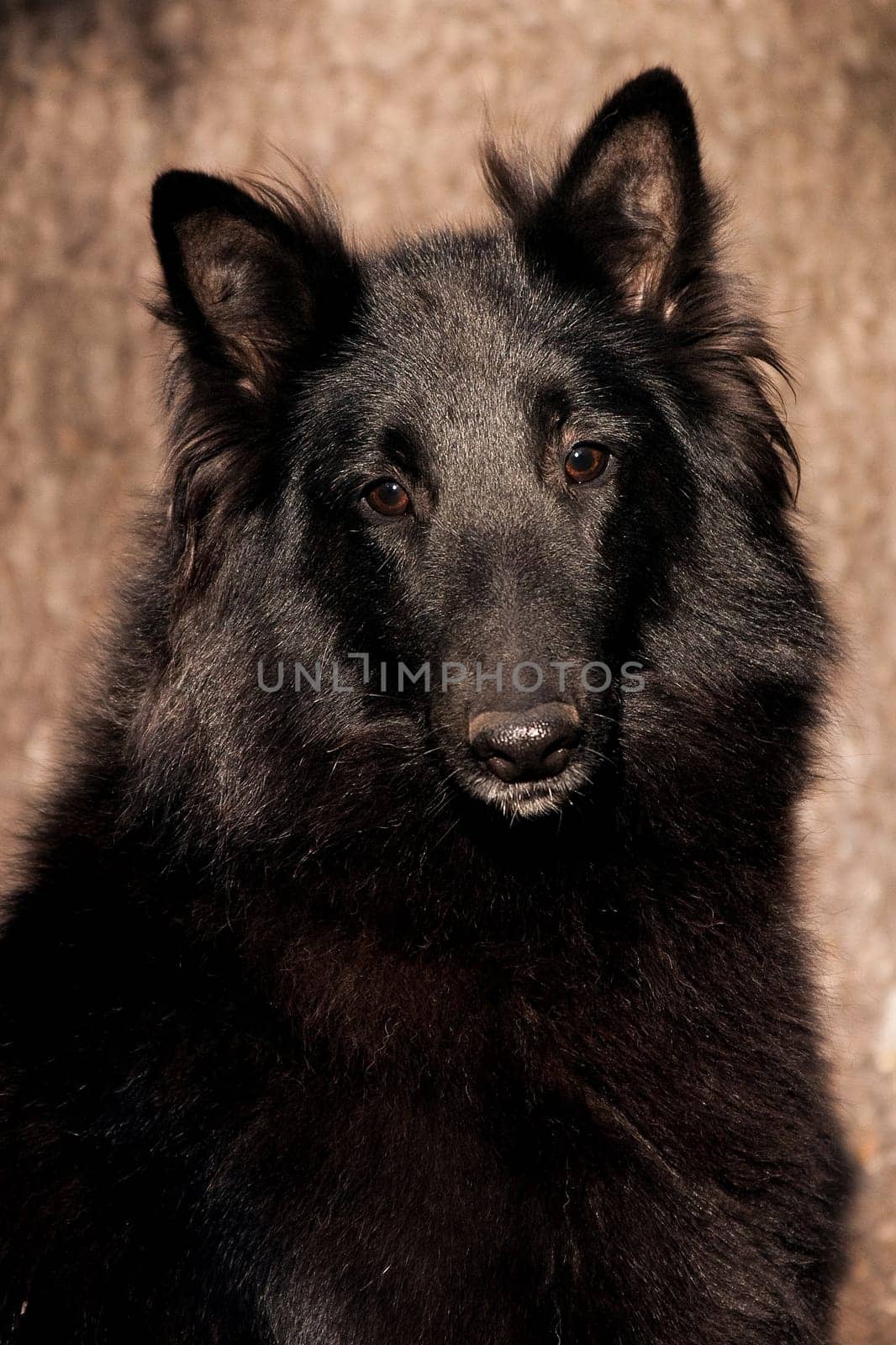 Portrait of a black fluffy big dog of breed Groenendael on the background of a tree trunk