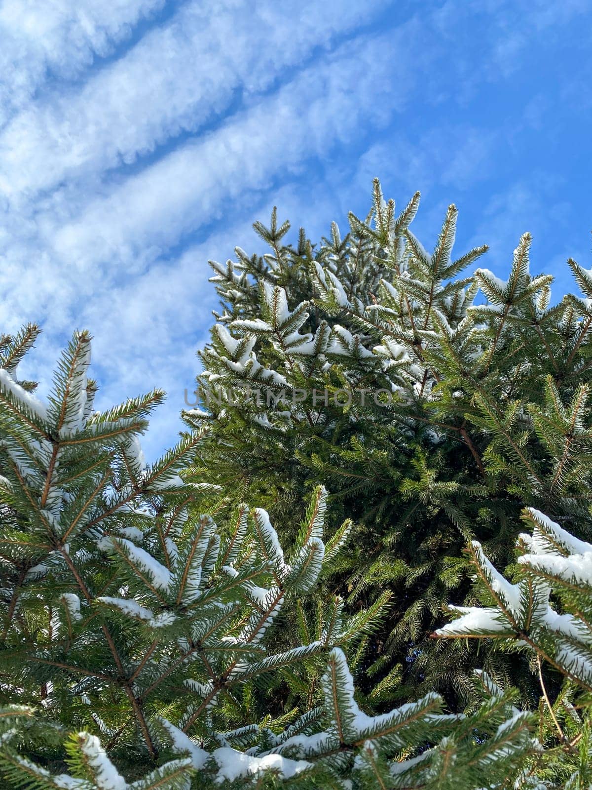 High quality photoTall evergreen trees with a light coating of snow stand under a bright blue sky with wispy white clouds