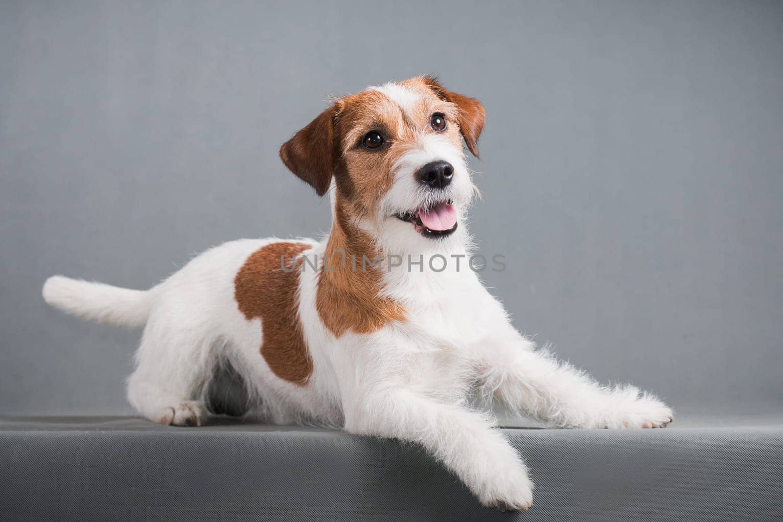 white-red dog breed hard Jack Russell Terrier lies on a gray background