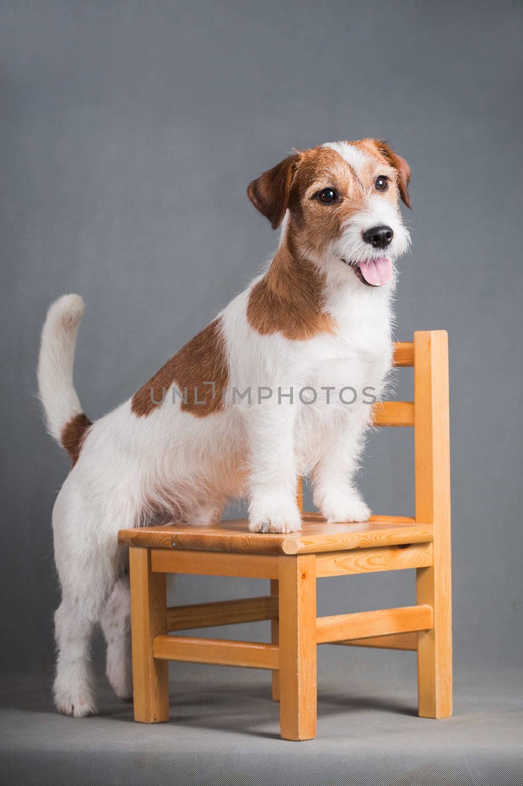 white-red-haired dog breed hard jack russell terrier is standing on its hind legs in a chair